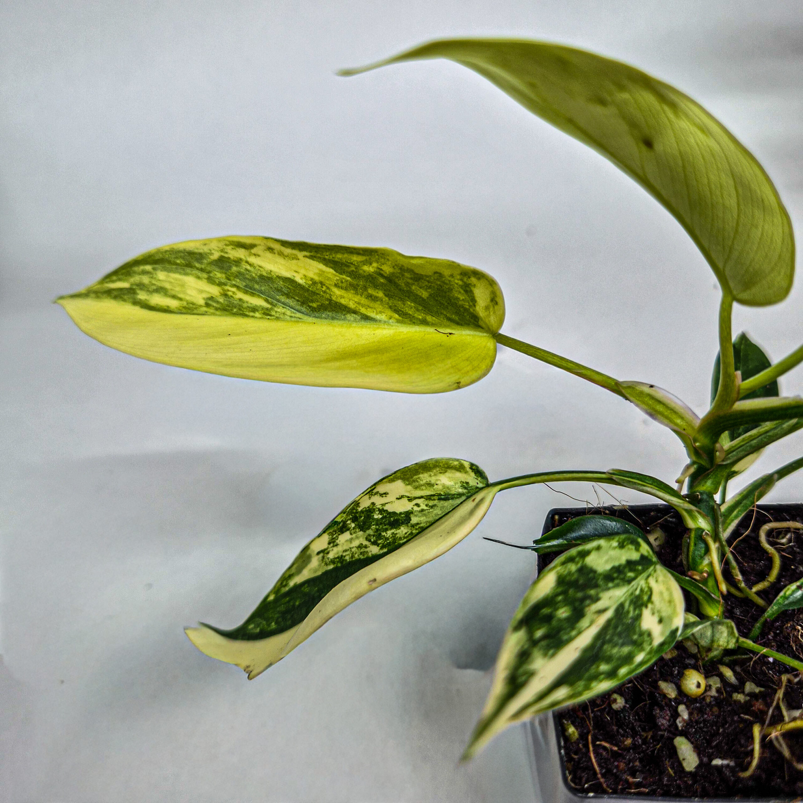 Philodendron pedatum Florida Beauty