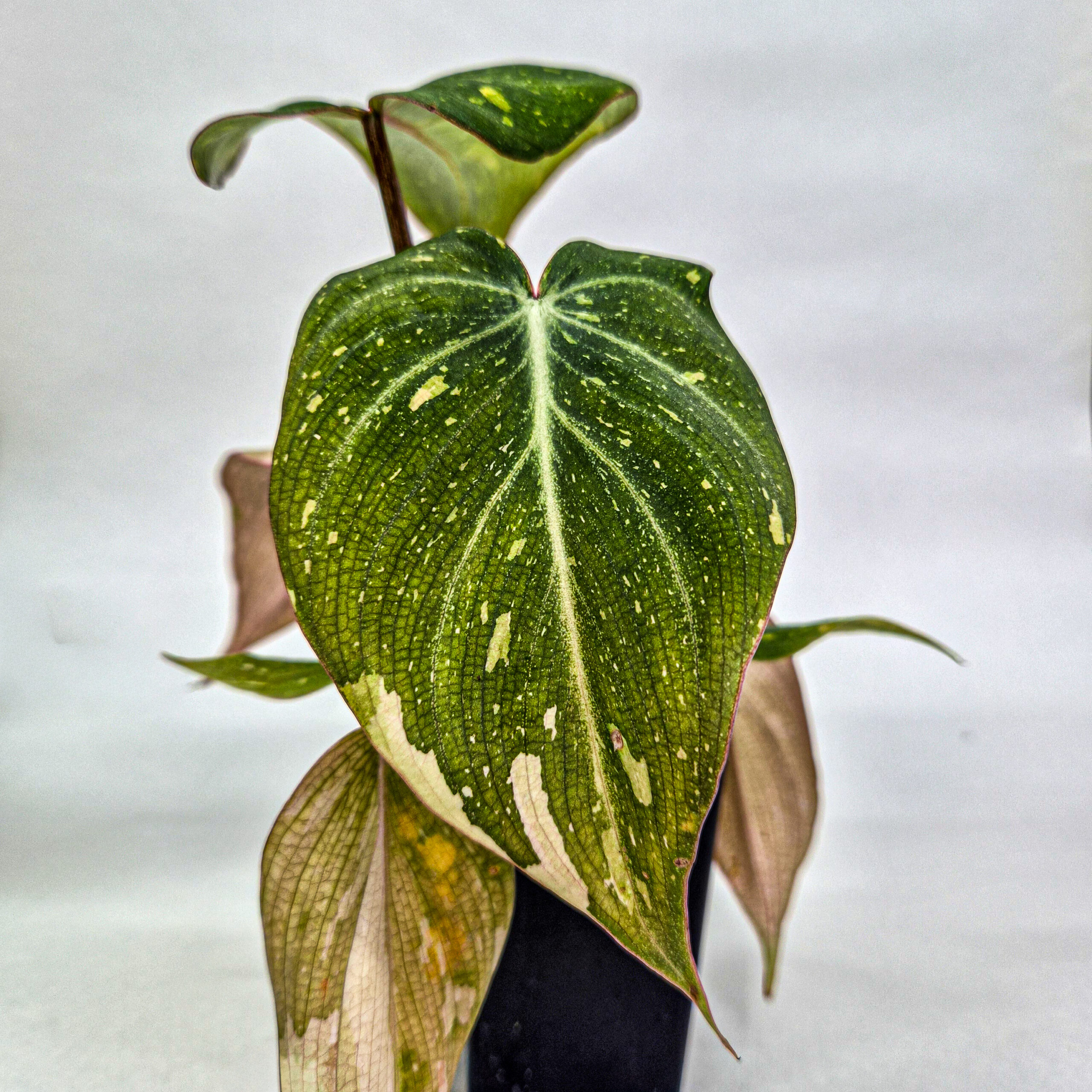 Variegated Philodendron gloriosum