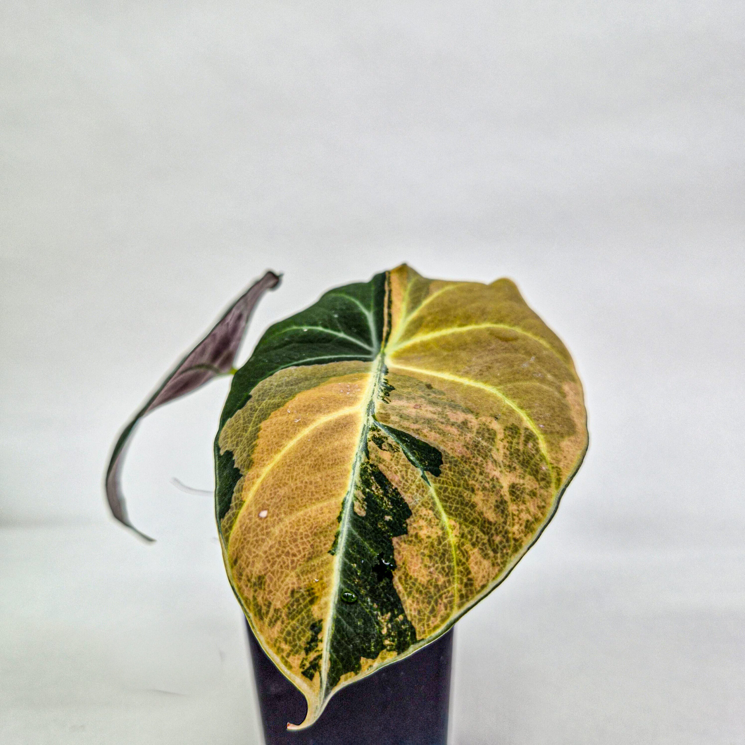 Alocasia Black Velvet Aurea Variegated