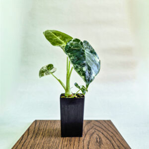 Alocasia Frydek Variegated