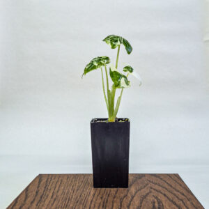 Variegated Frydek Alocasia