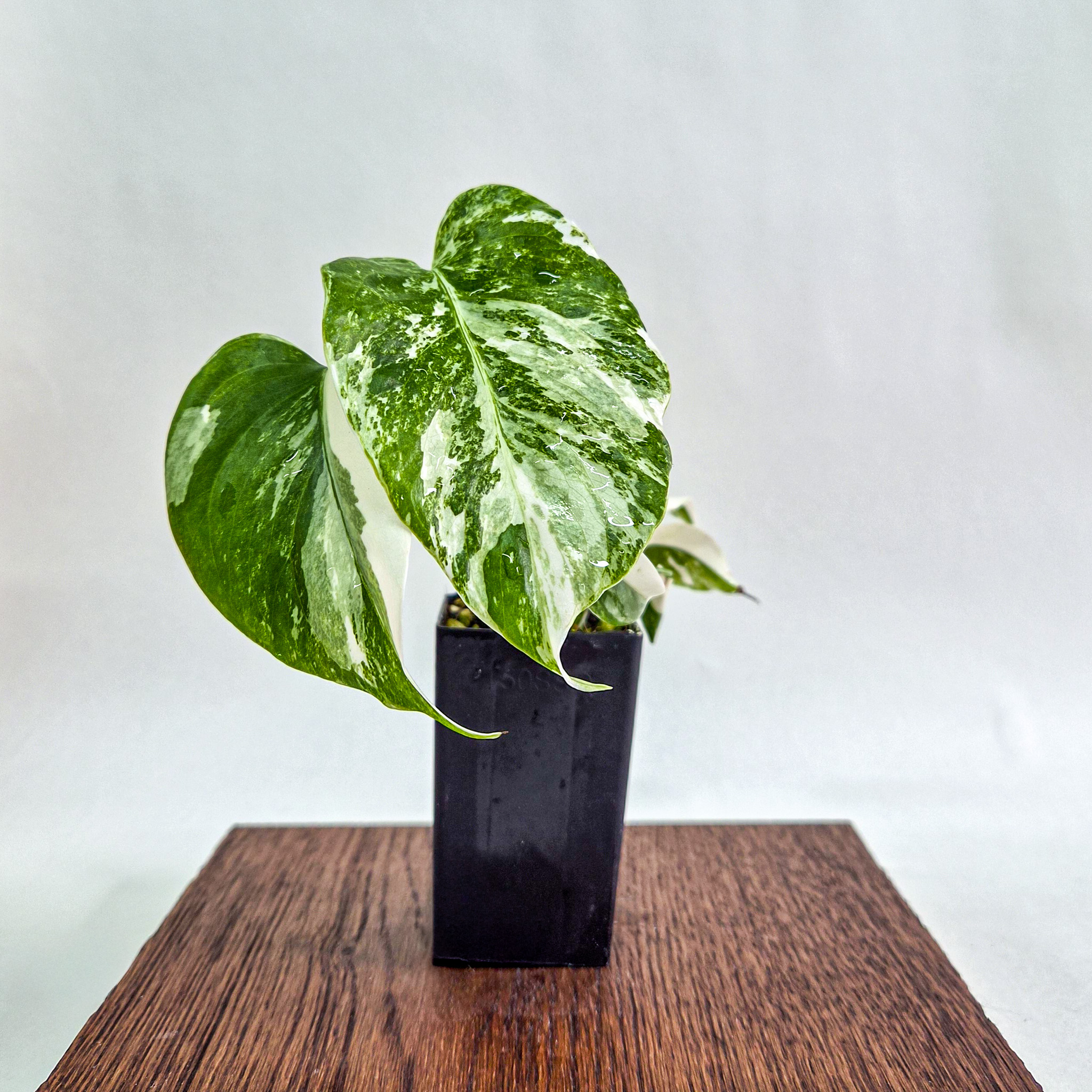 Monstera Albo Variegated Plant