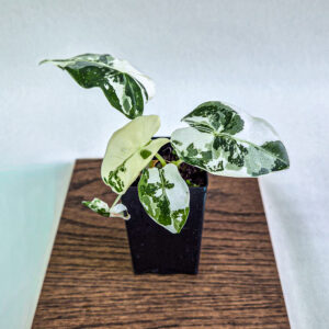Alocasia Frydek Variegated Plant