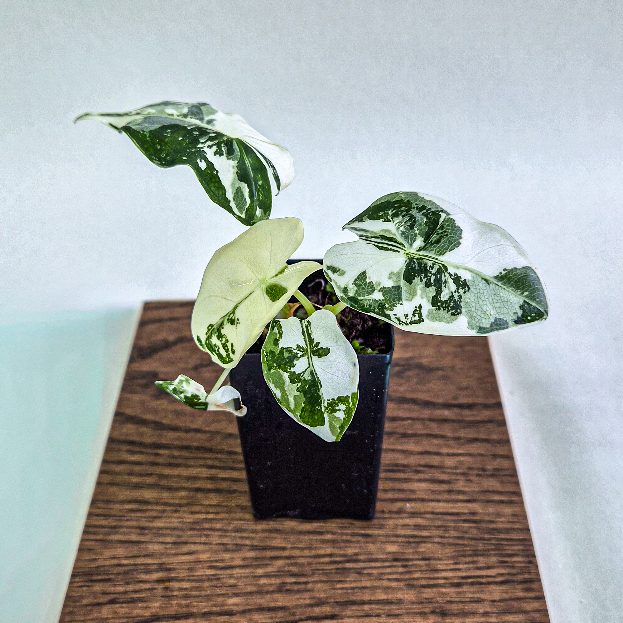 Alocasia Frydek Variegated Plant