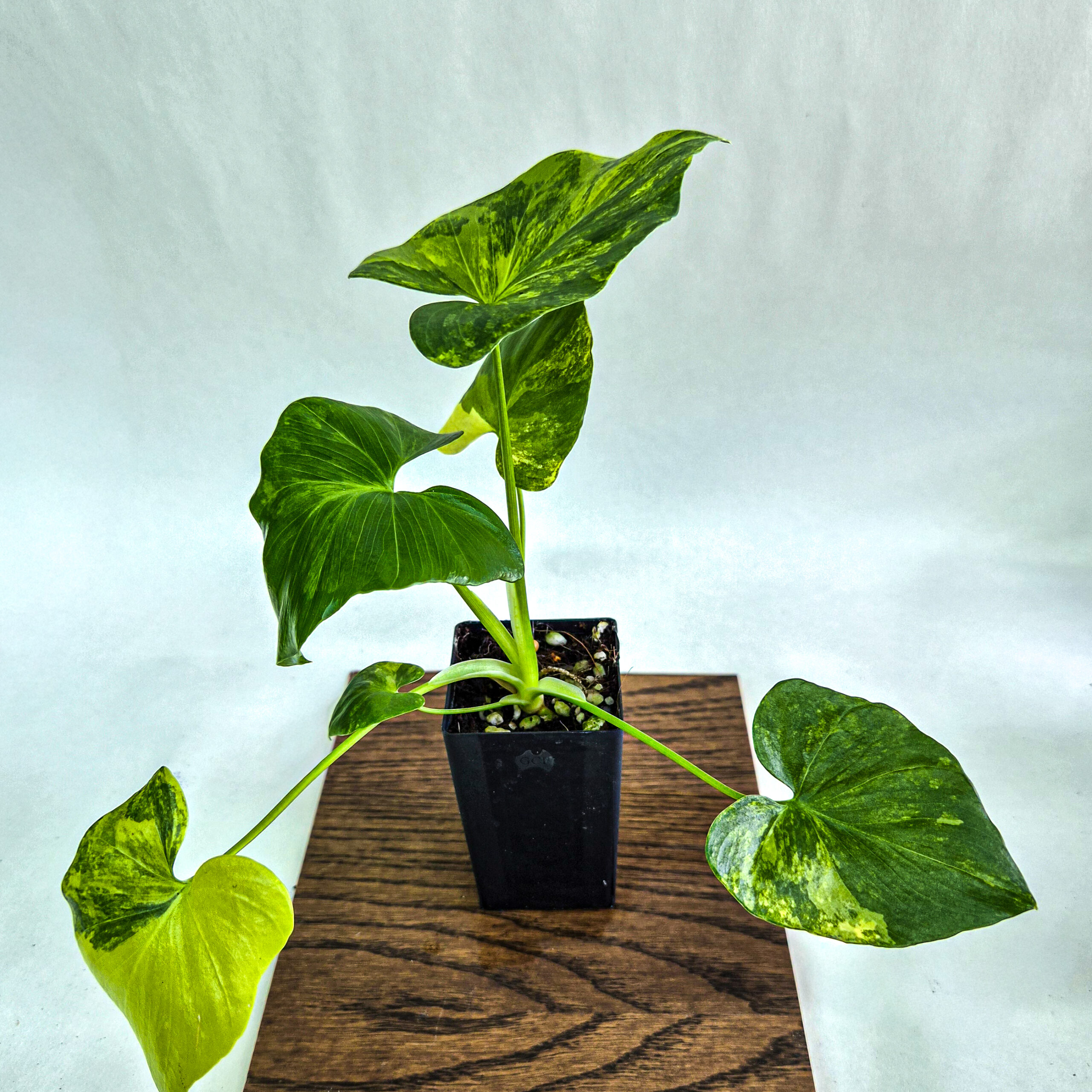 Philodendron bipinnatifidum ‘Aurea Variegata’