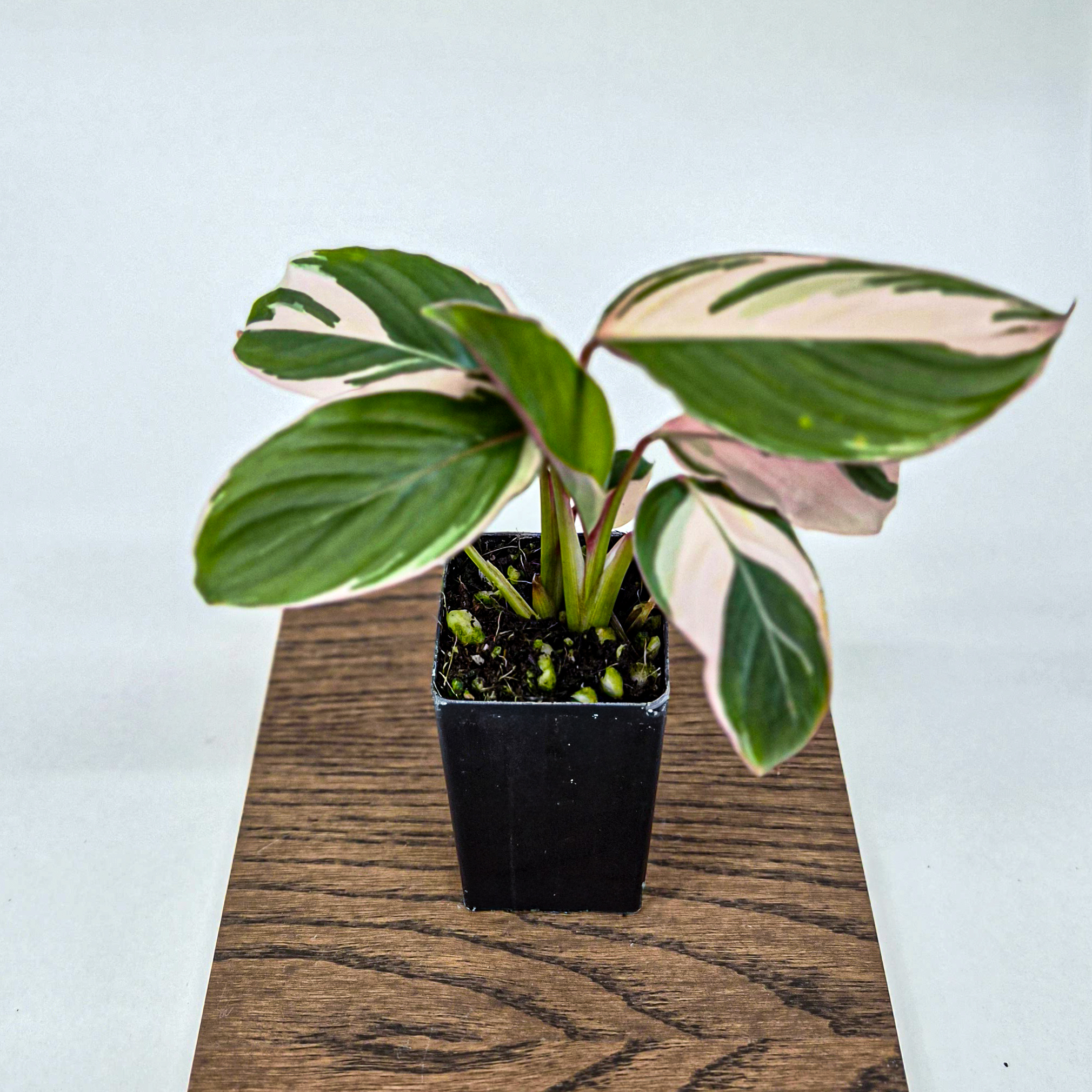 Pink Variegated Arrowroot
