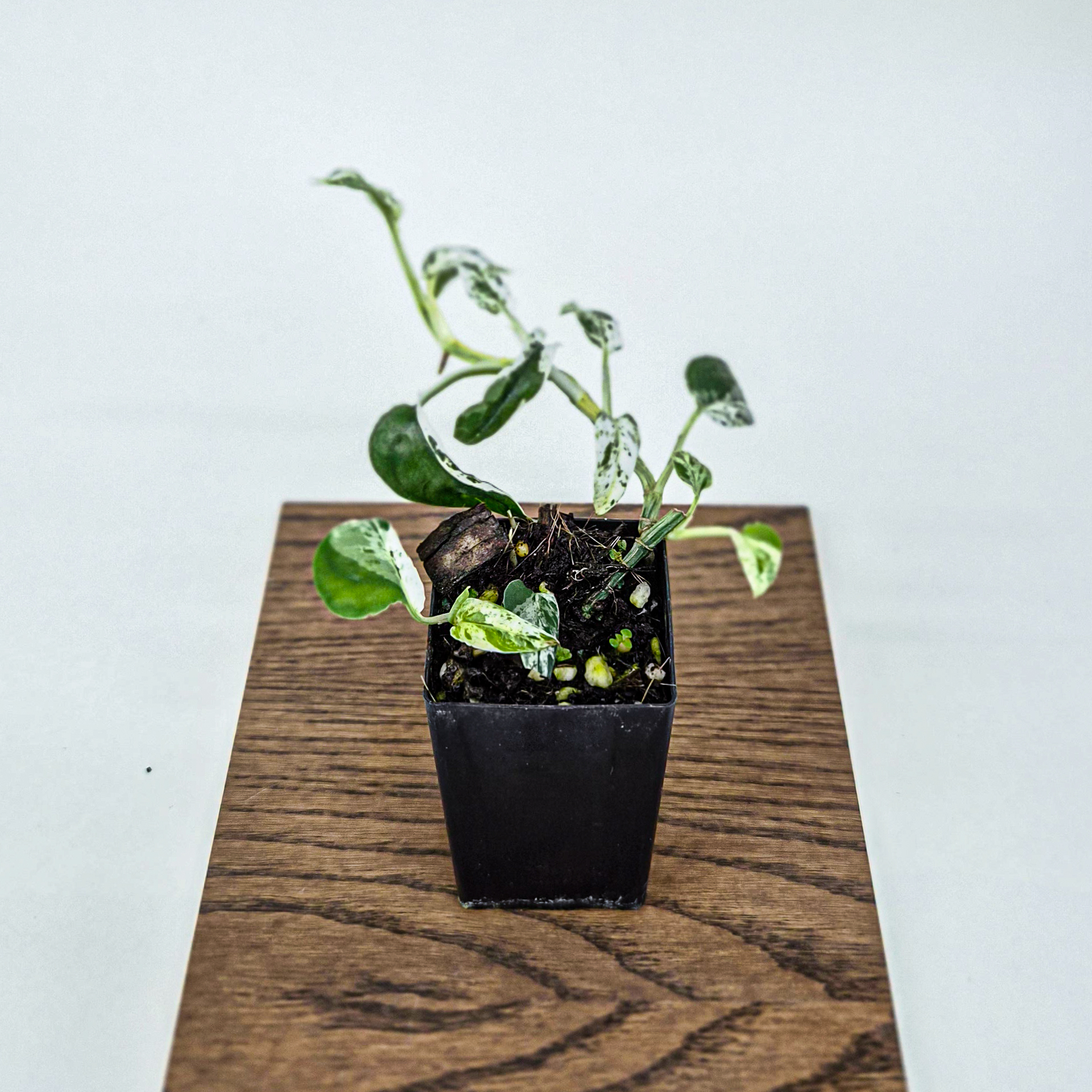 Epipremnum pinnatum Marble