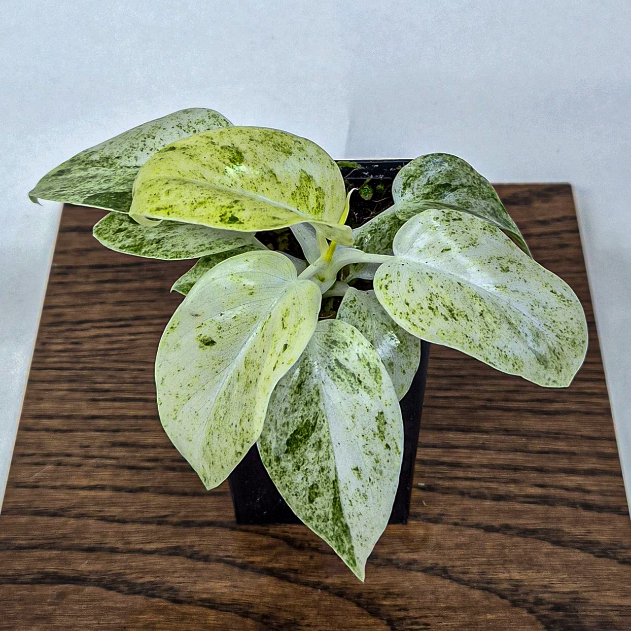 Philodendron giganteum Blizzard