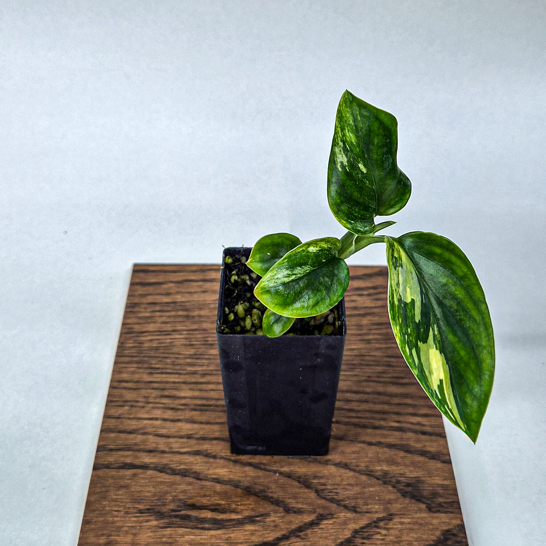 Monstera standleyana Variegated