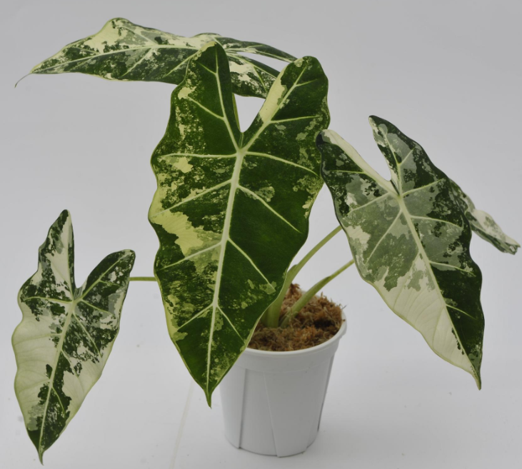 Alocasia micholitziana 'Frydek Variegated' | All Rare Herbs