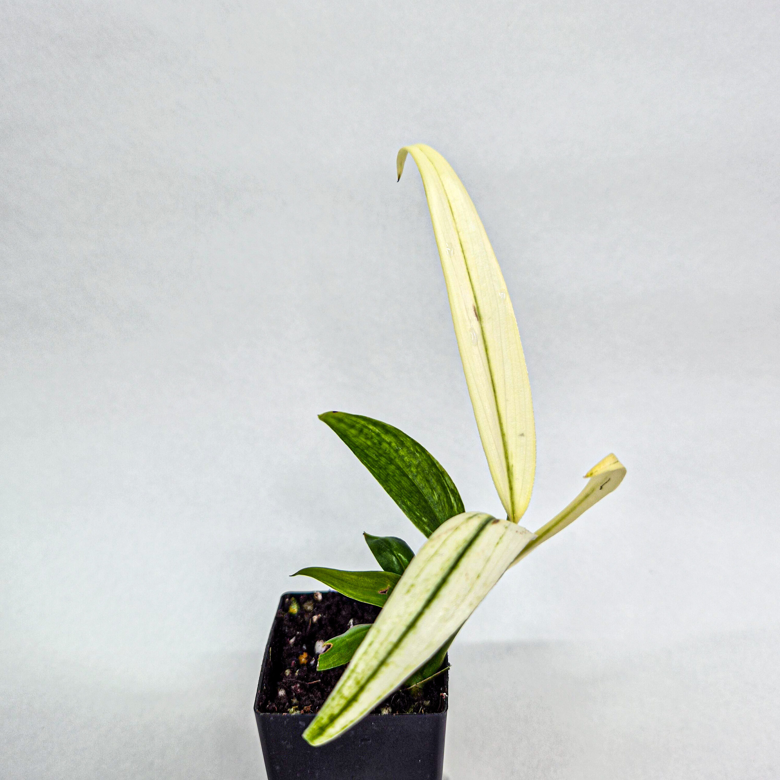 Epipremnum amplissimum Silver Variegated Albo