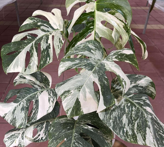 Monstera deliciosa 'Borsigiana Albo Variegated' | All Rare Herbs
