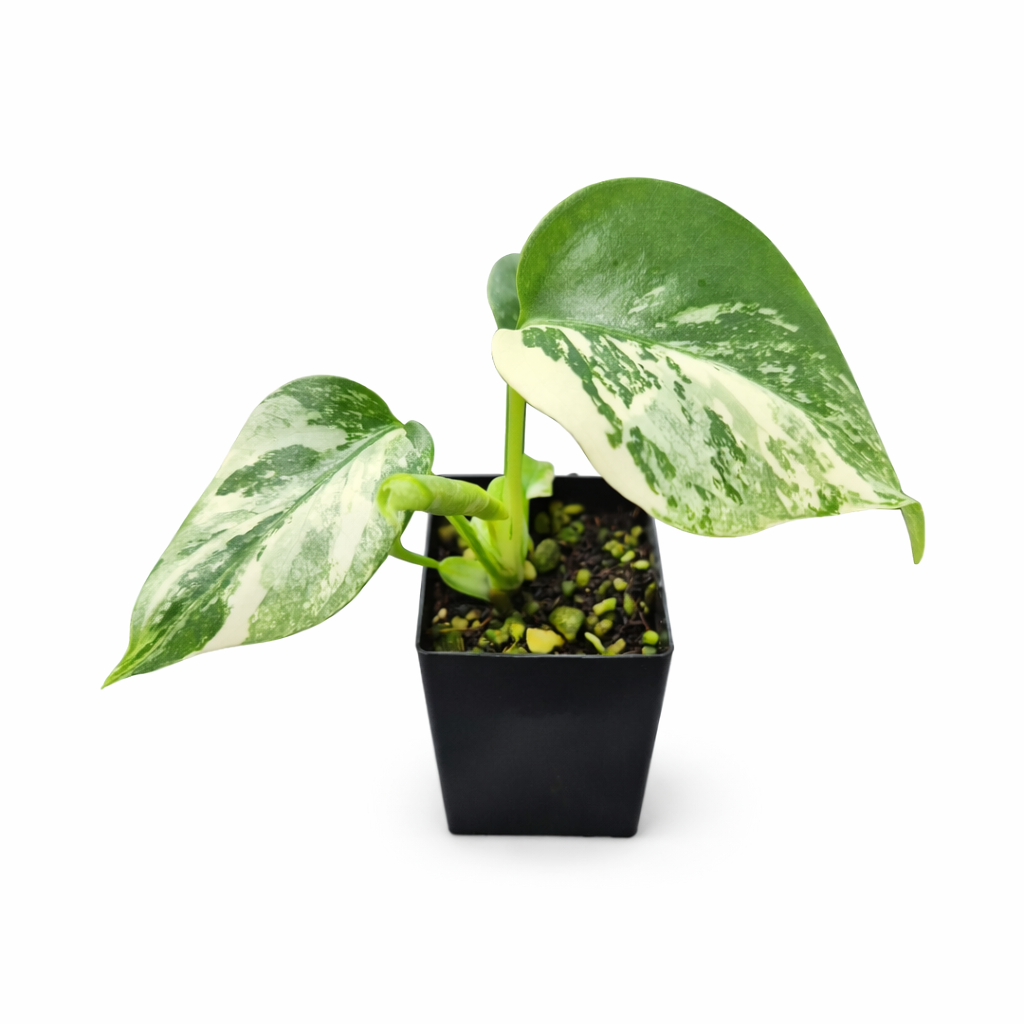 Monstera deliciosa 'Borsigiana Albo Variegated' | All Rare Herbs