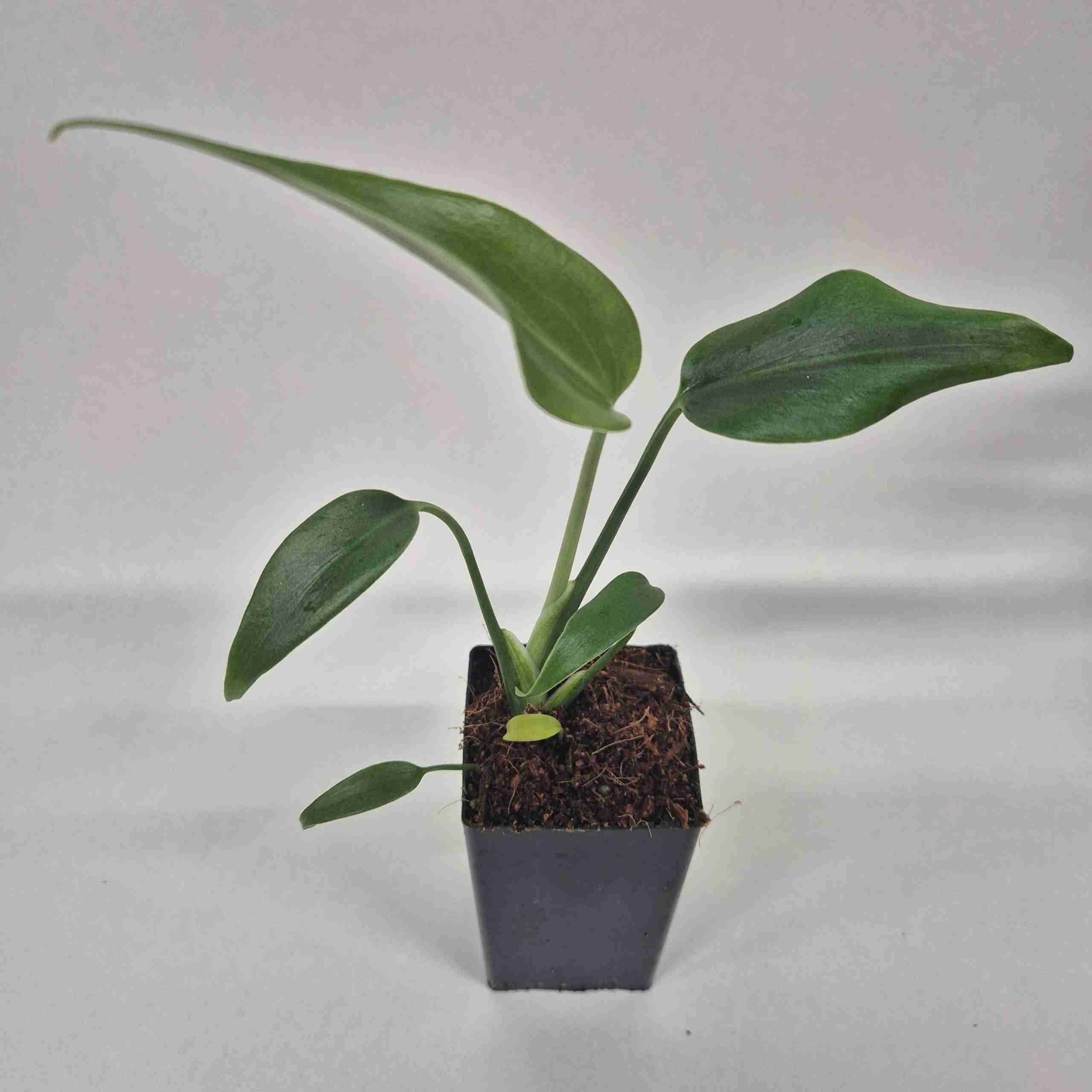 big leaf monstera Buy Wholesale Extra Large Monstera Leaves Tropical Greenery in Bulk main image 0