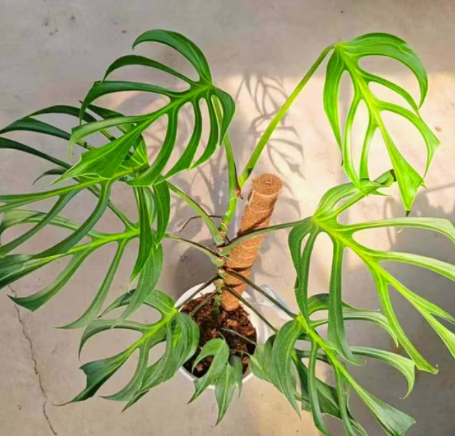 Monstera dilacerata 'Burle Marx Flame' | All Rare Herbs