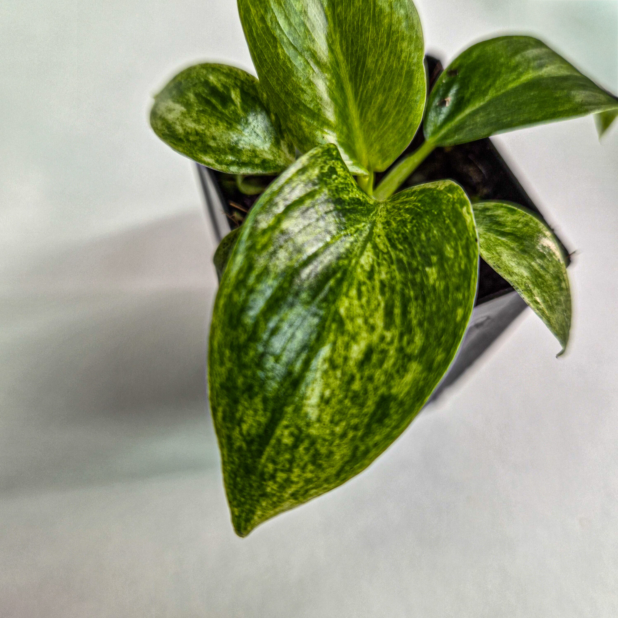 Philodendron giganteum Blizzard