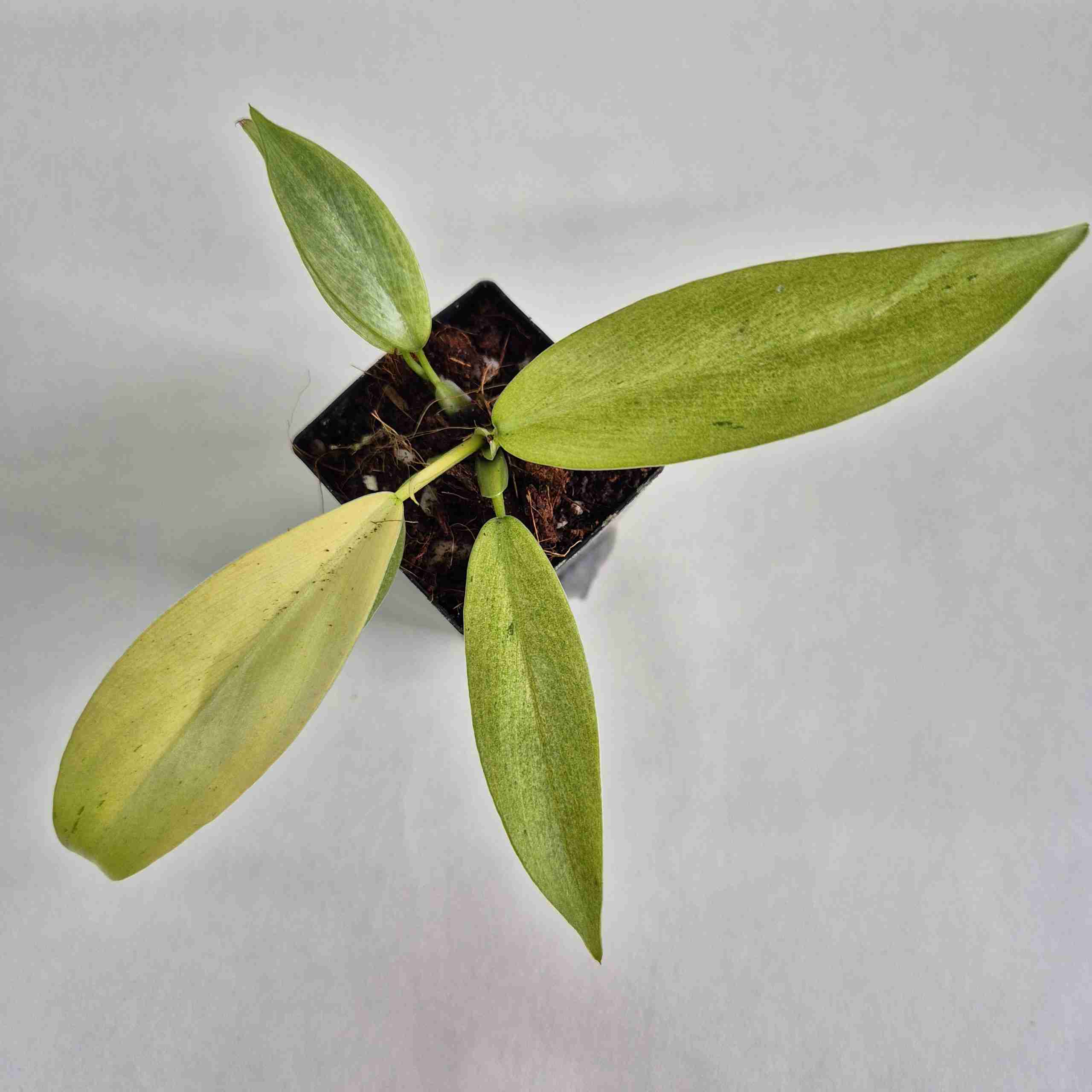 njoy pothos plant Pothos, N'Joy Organically Grown House Plants For Sale – The Farm Connection main image 1