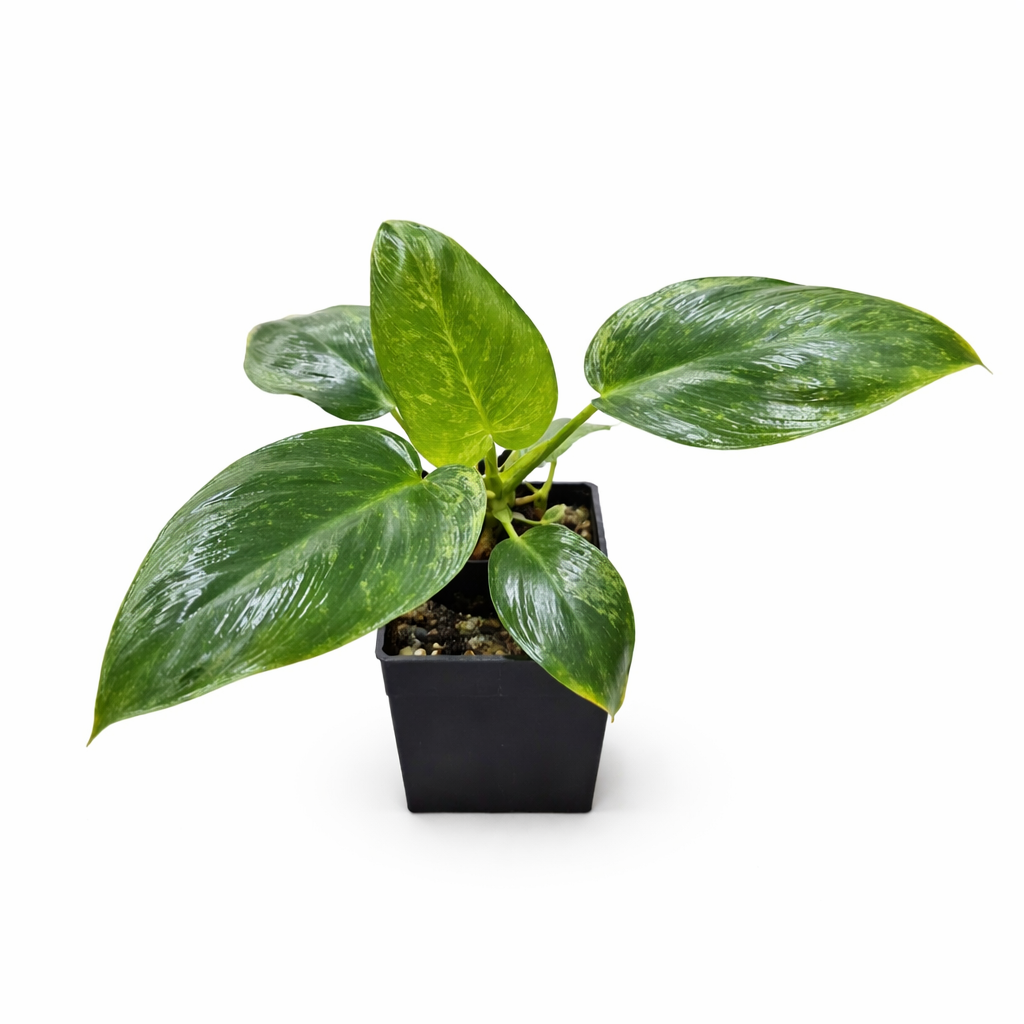 philodendron micans variegated Philodendron hederaceum variegated 'Micans' main image 0