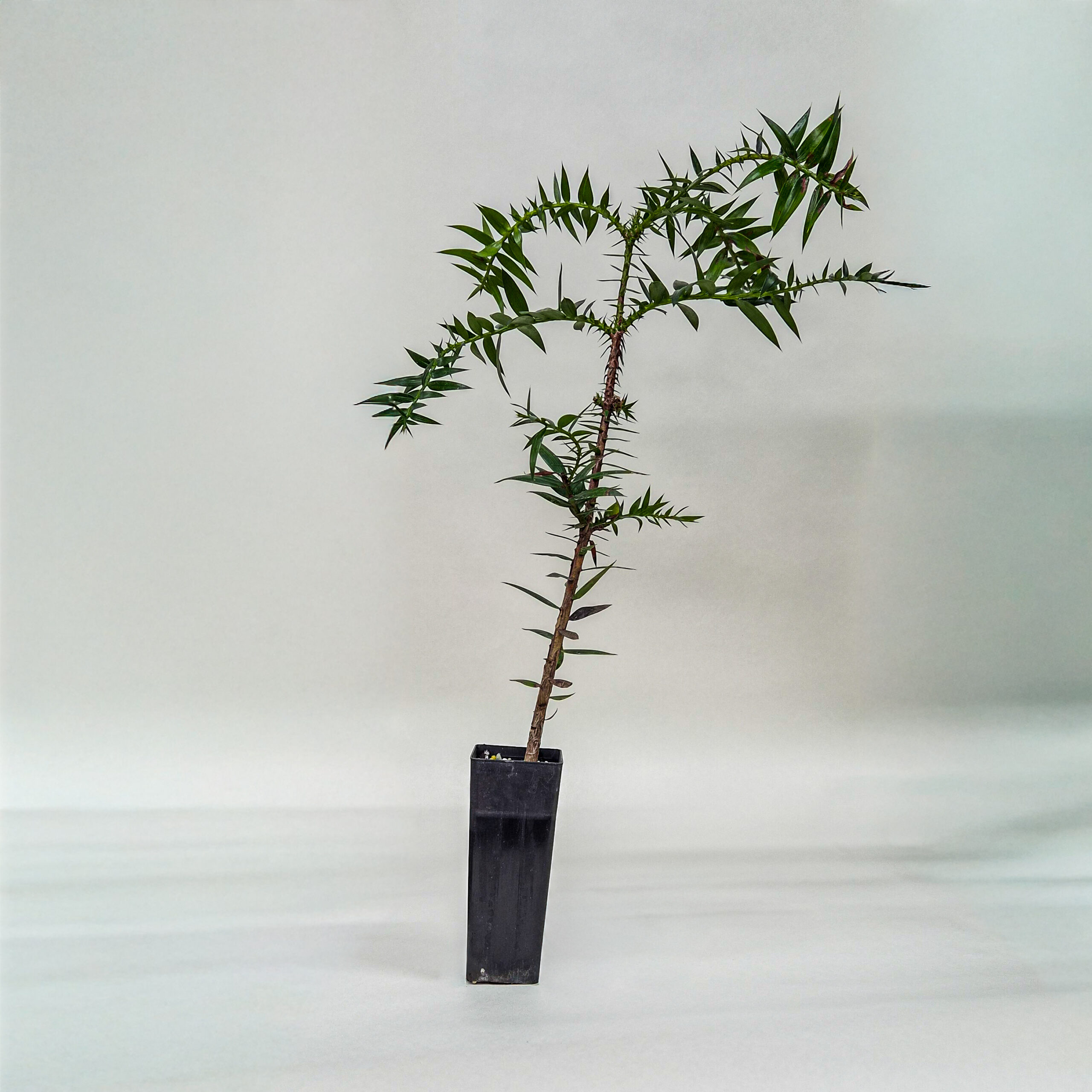 Bunya Pine Tree