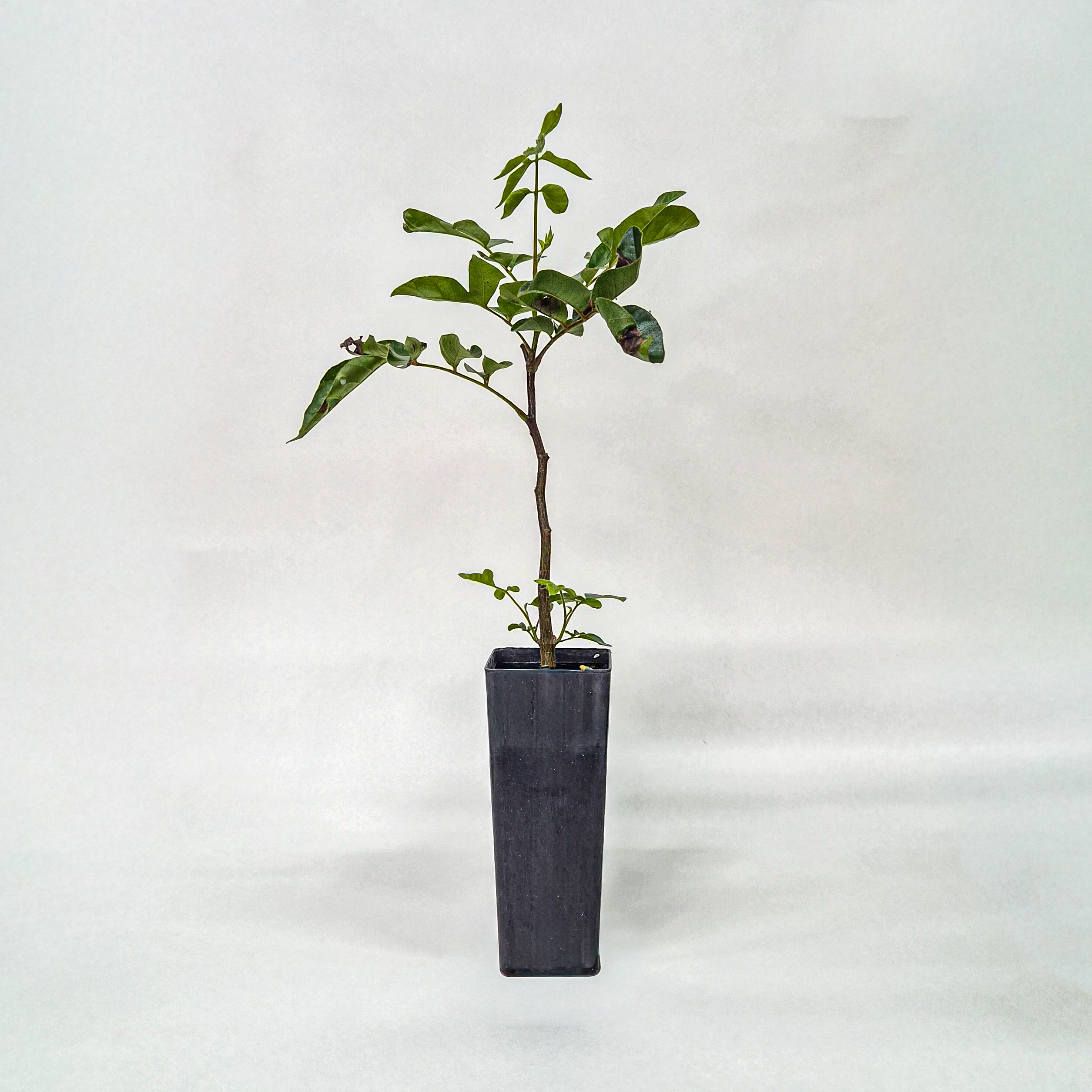 Burdekin Plum
