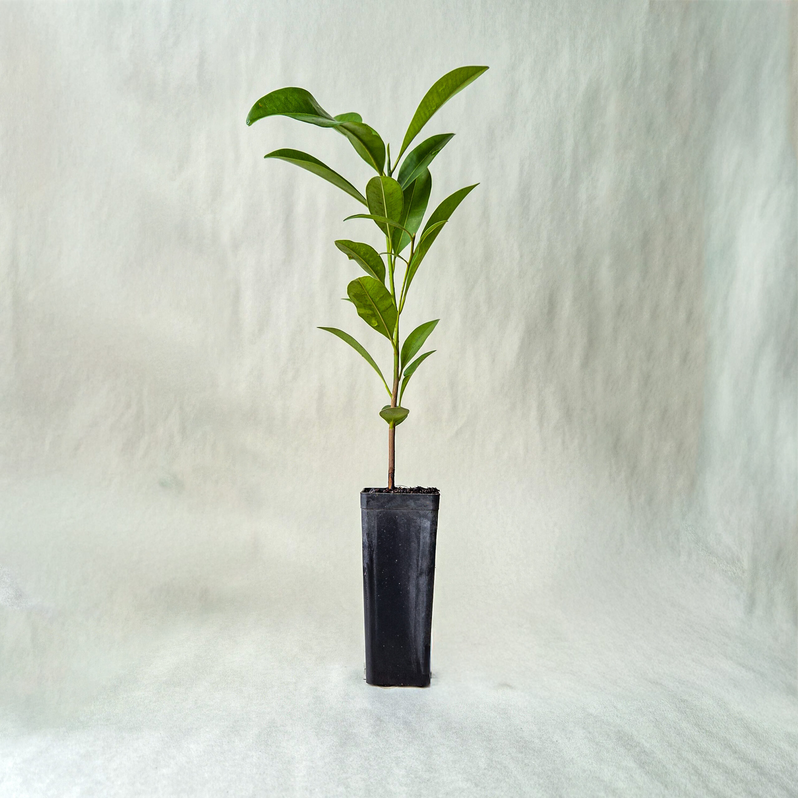 Sapodilla Plant