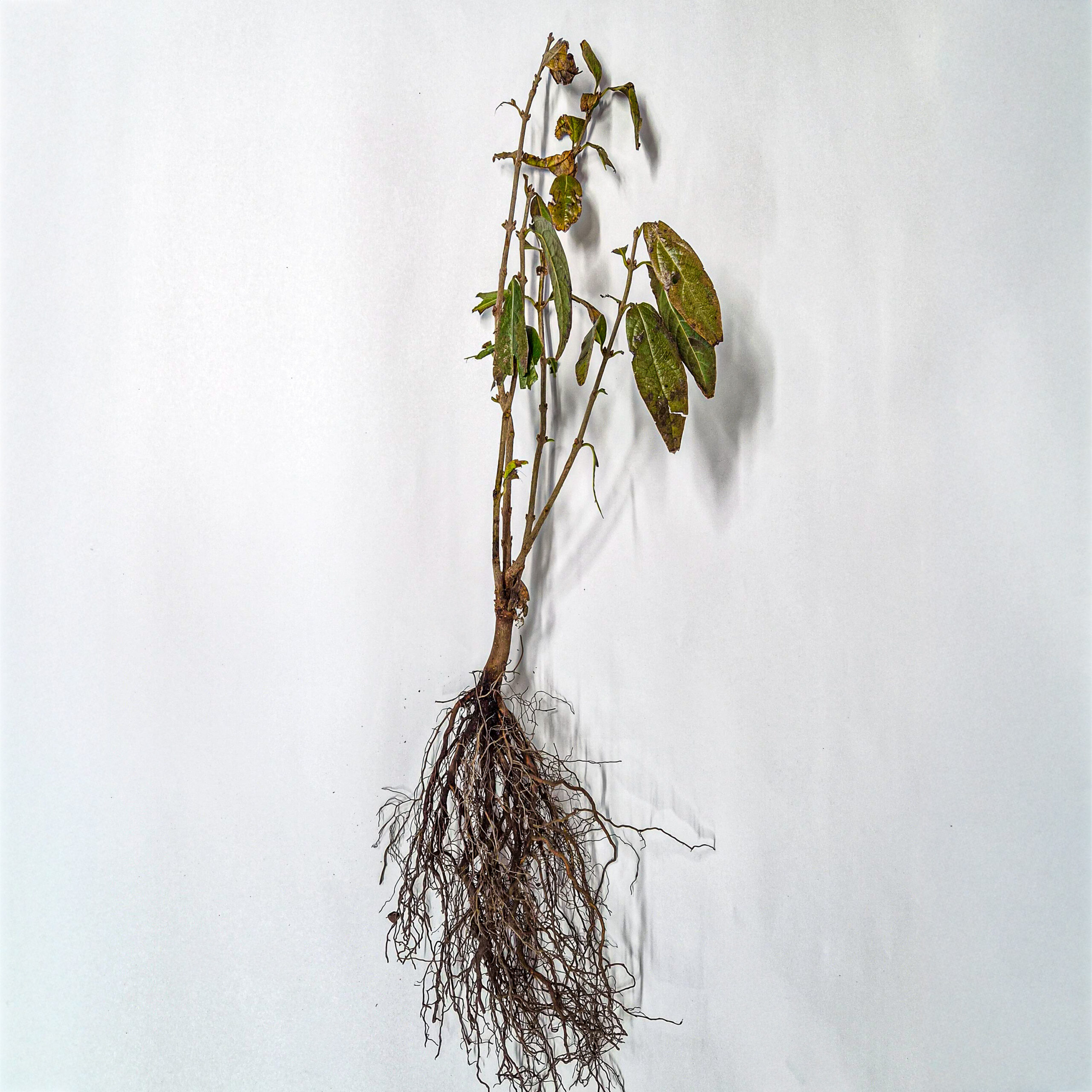 Winter Sweet plant