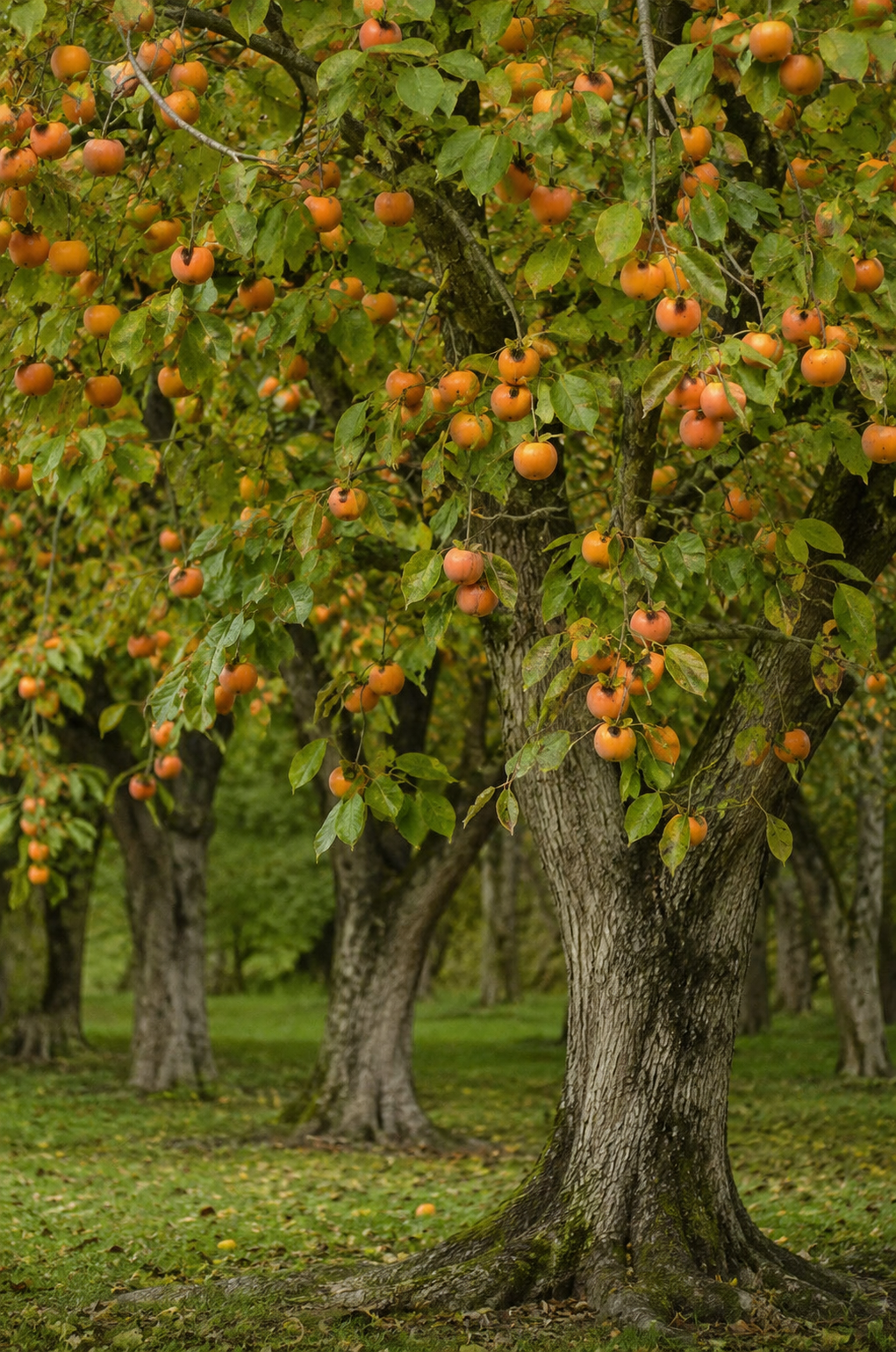 American Persimmon | Bare-Rooted