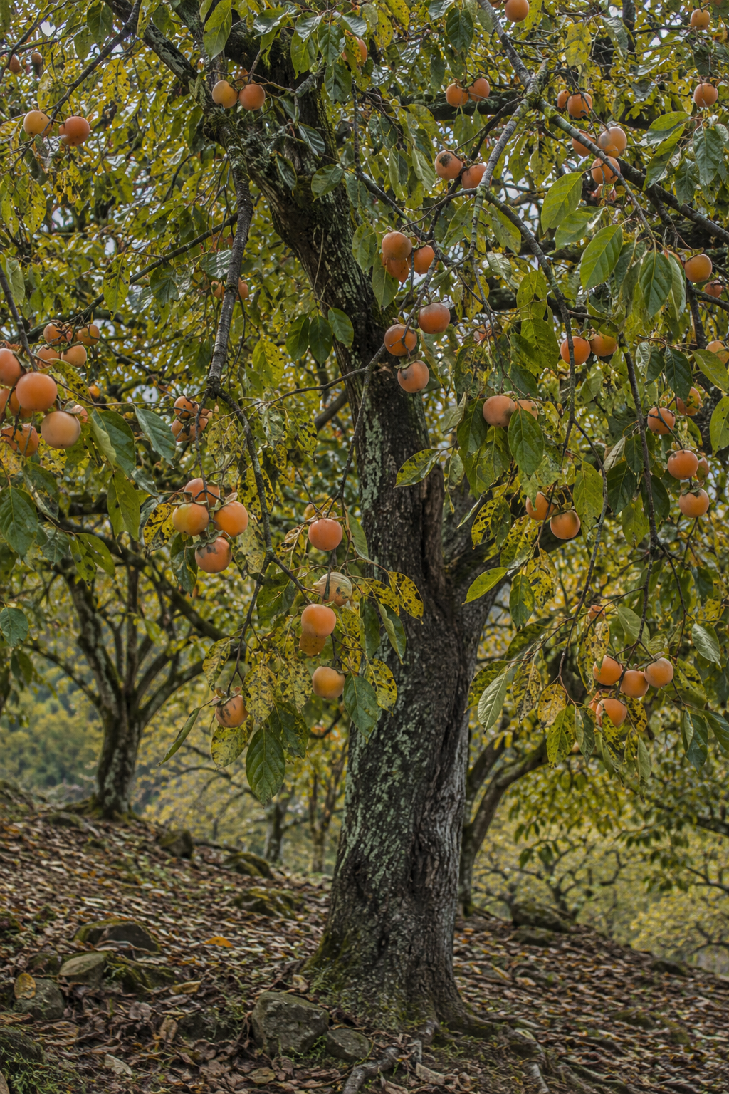 Oriental Persimmon | Bare-Rooted
