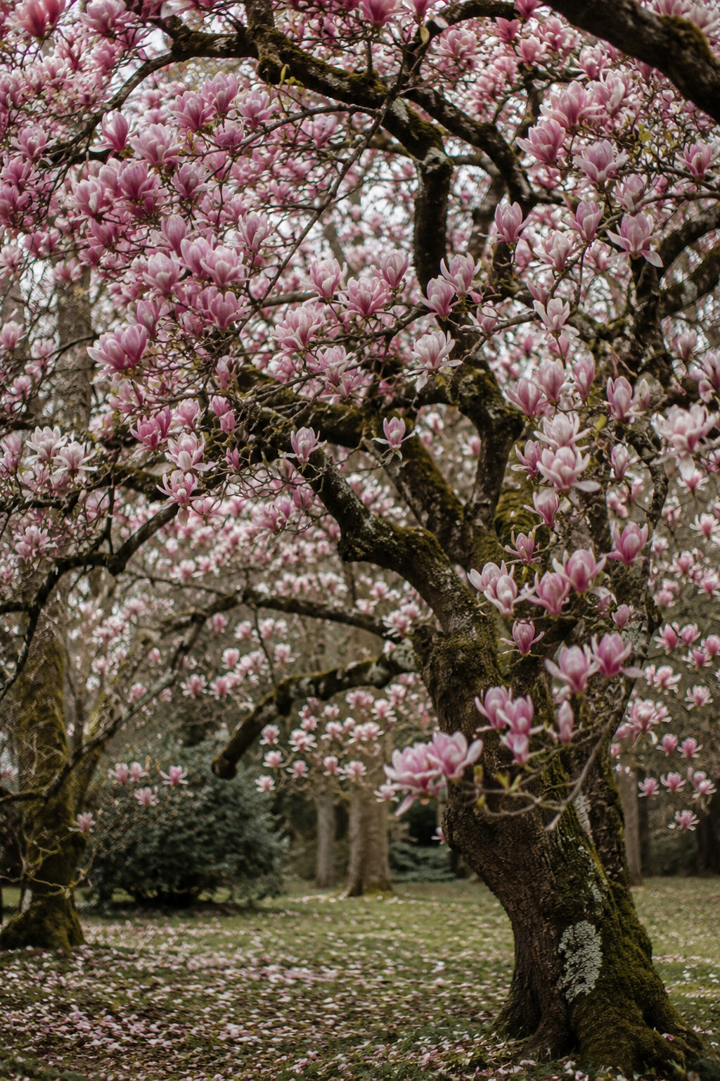 Saucer Magnolia | Bare-Rooted