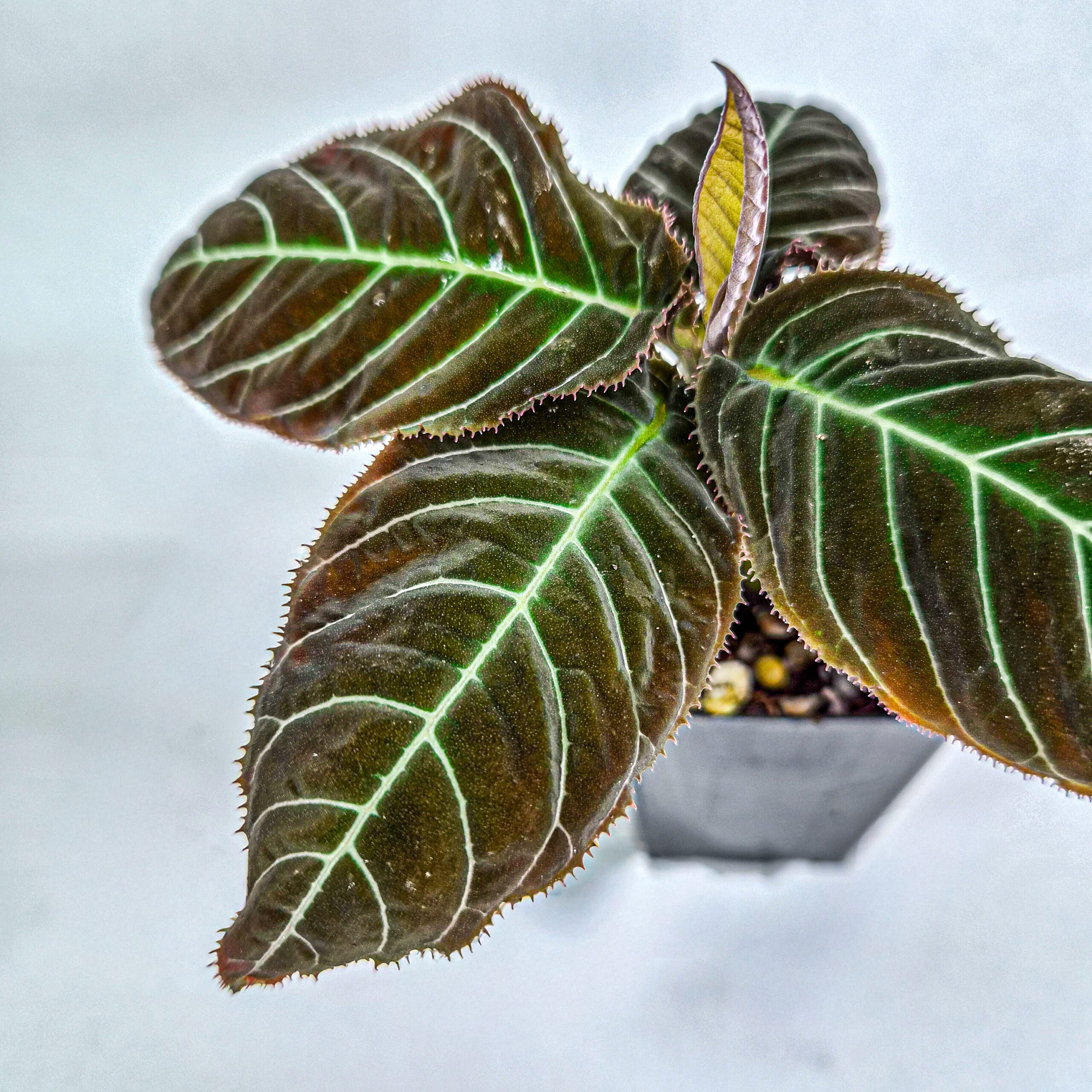 Giant Ardisia