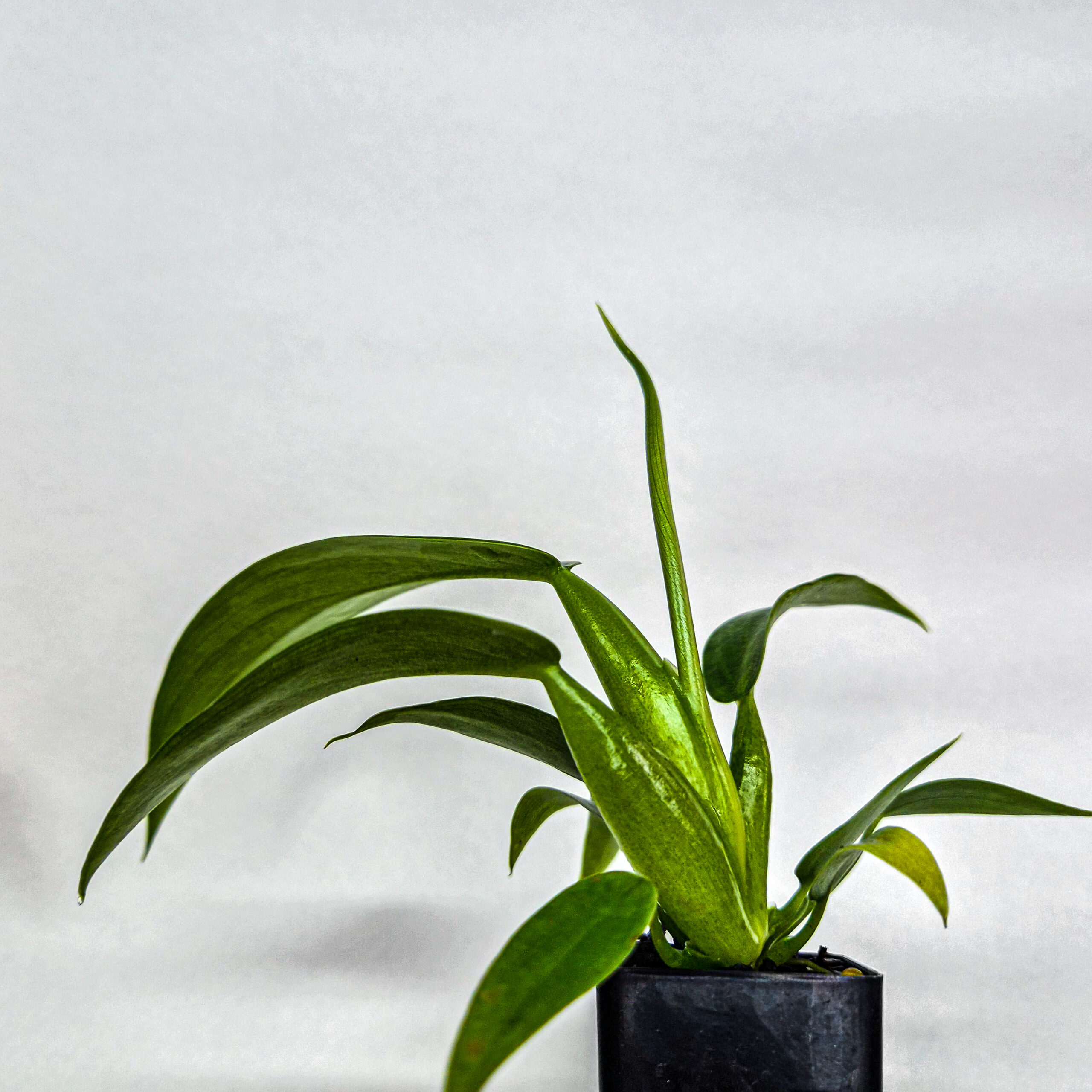 Philodendron Fat Boy