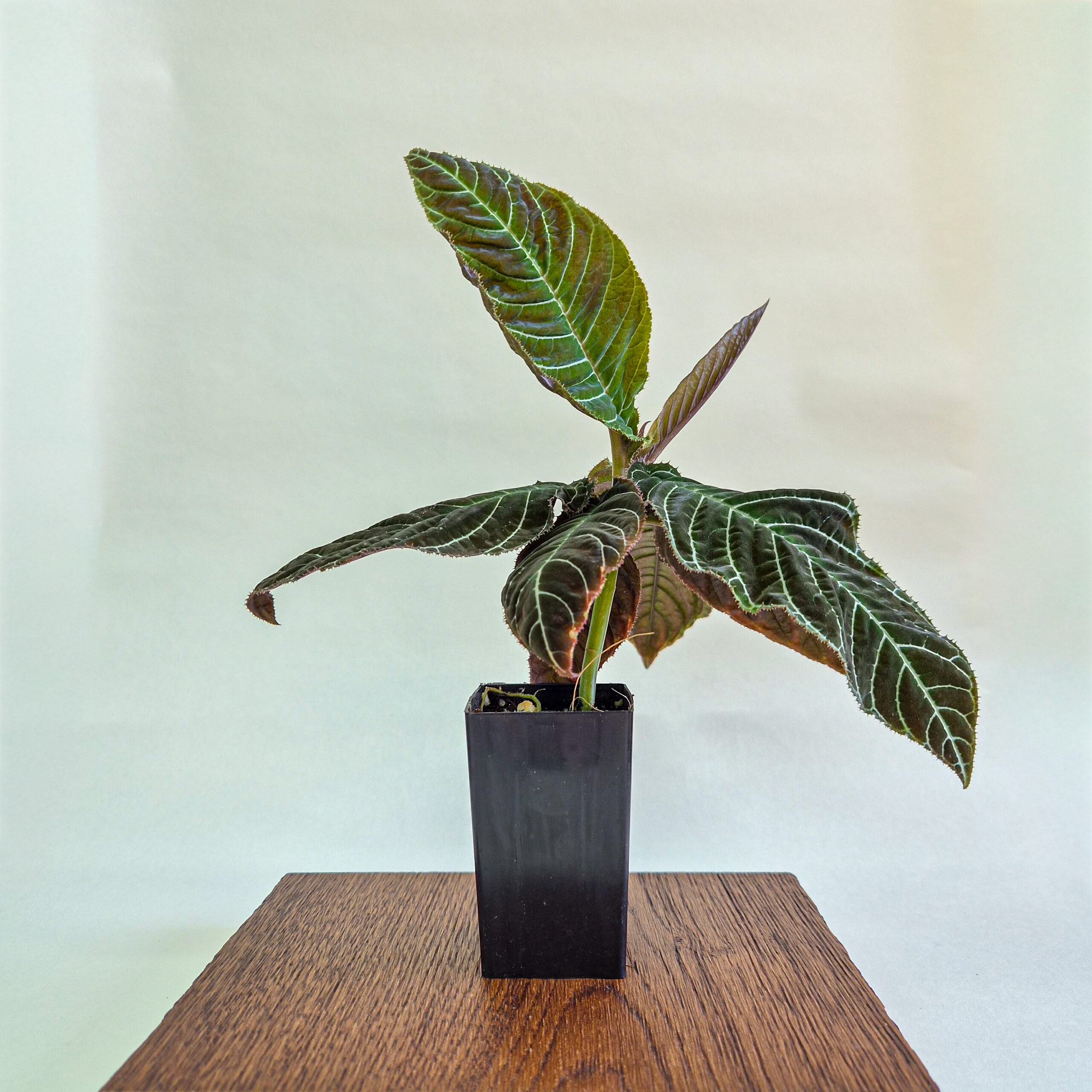 Giant Ardisia