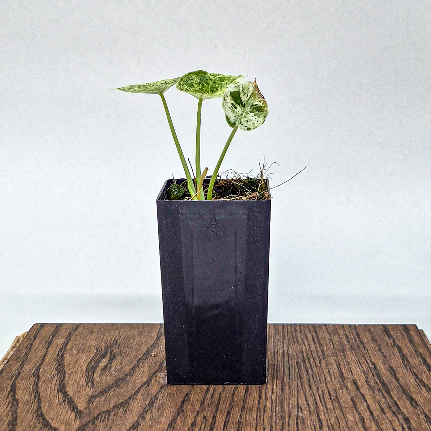 Dragon Scale Mint Alocasia