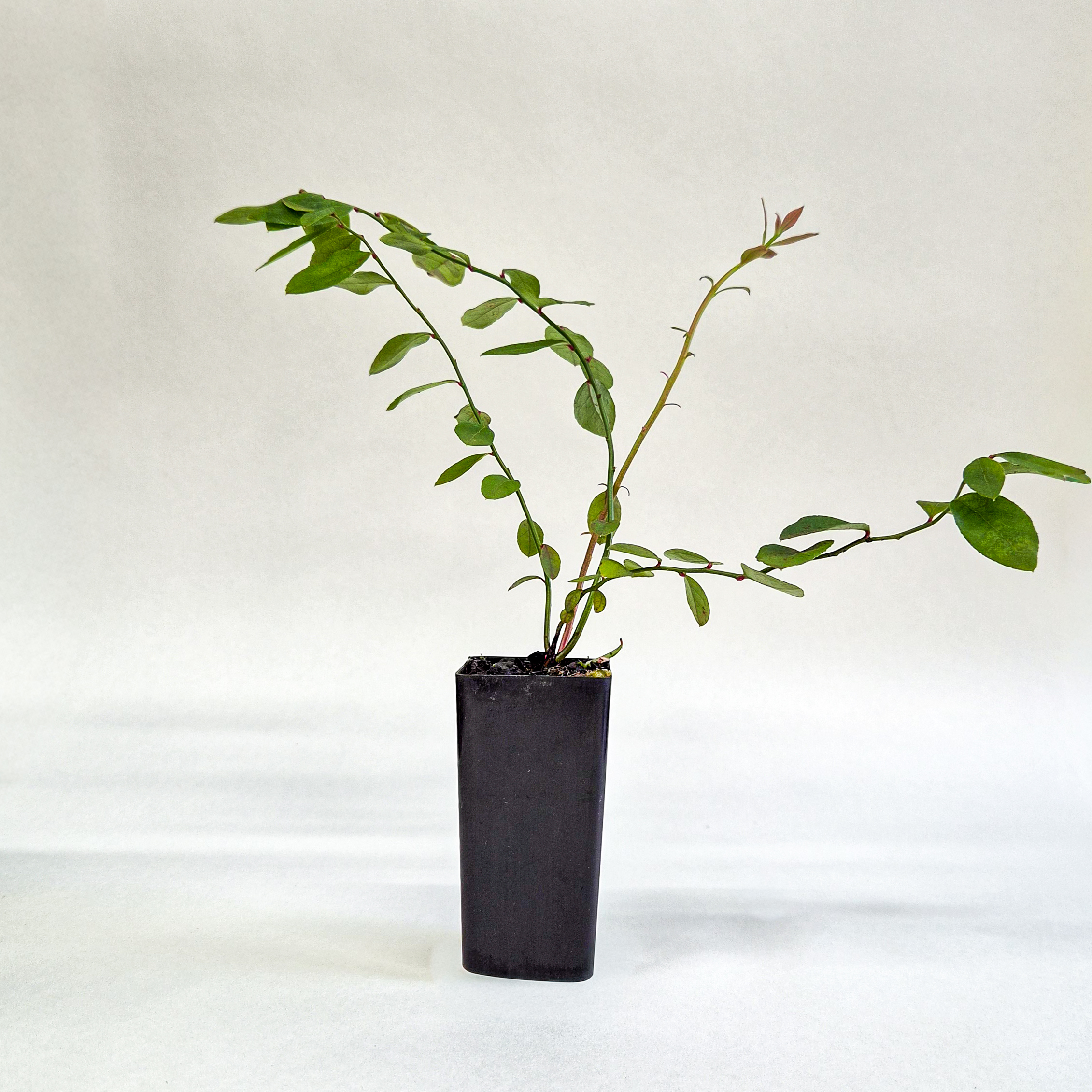 Sunshine Blue Blueberry Plant