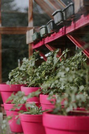 All Plant Products