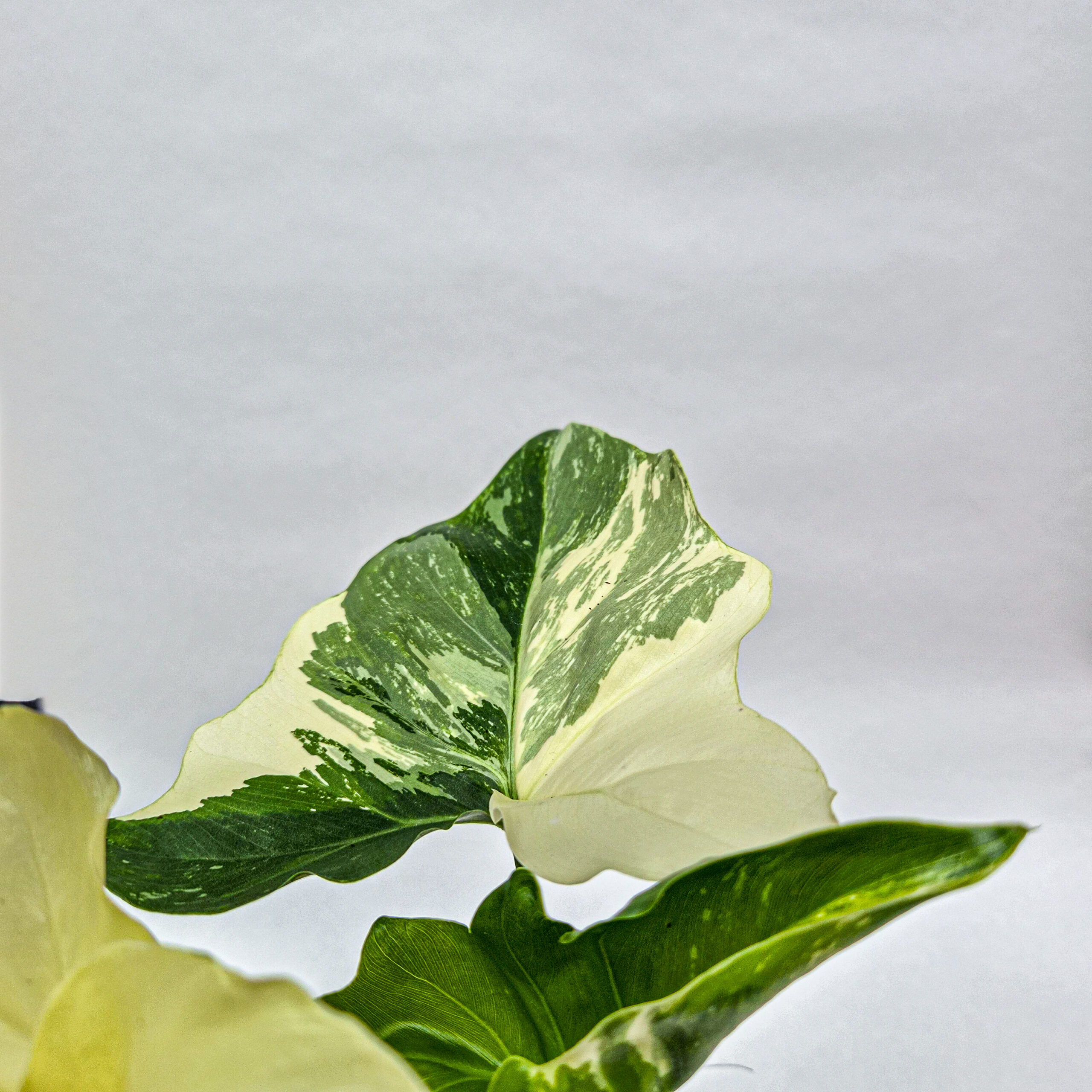 Philodendron Angela
