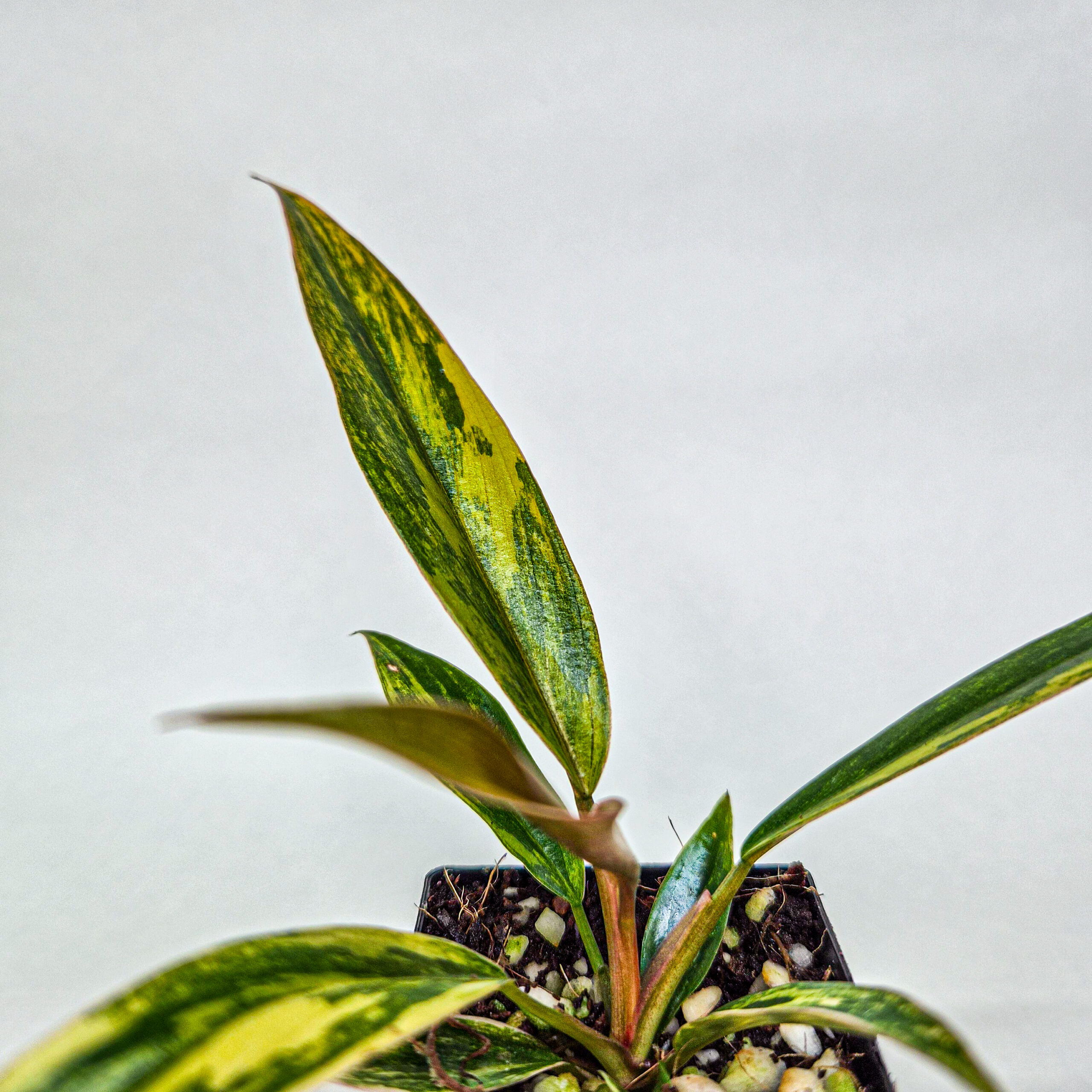 Philodendron Caramel Marble Variegated