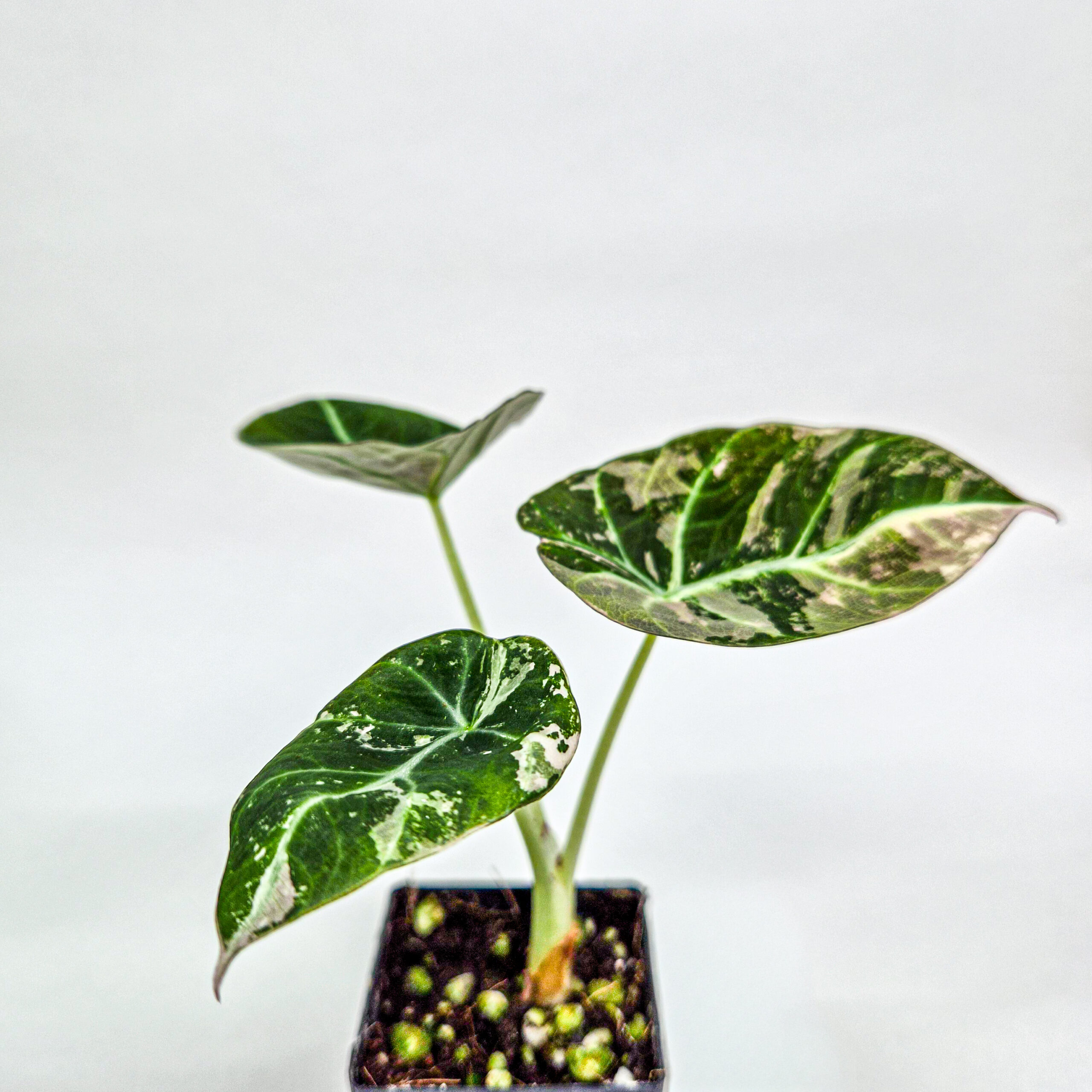 Alocasia Black Velvet Pink Variegated