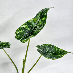 Alocasia Dragon Scale Albo Galaxy