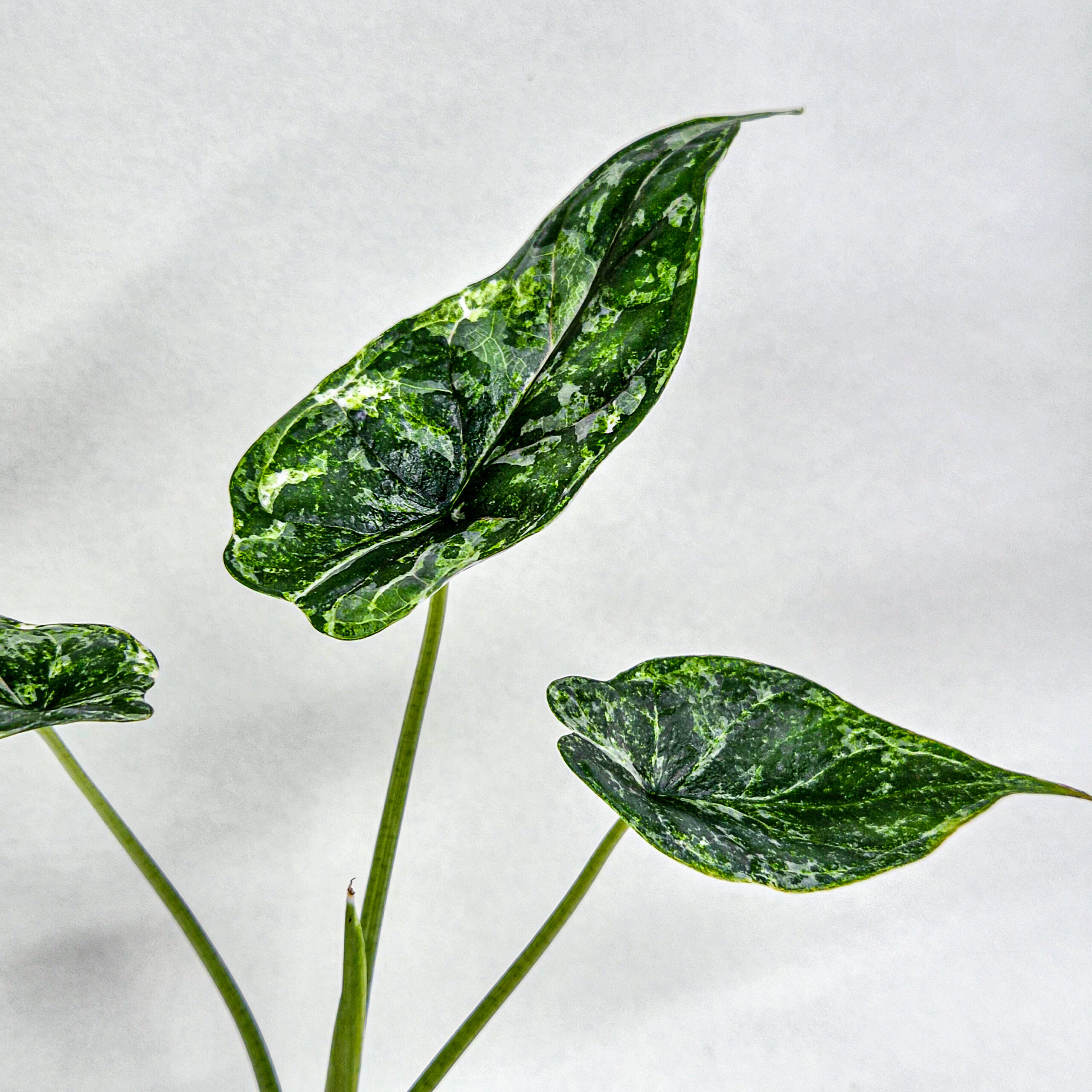 Alocasia Dragon Scale Albo Galaxy