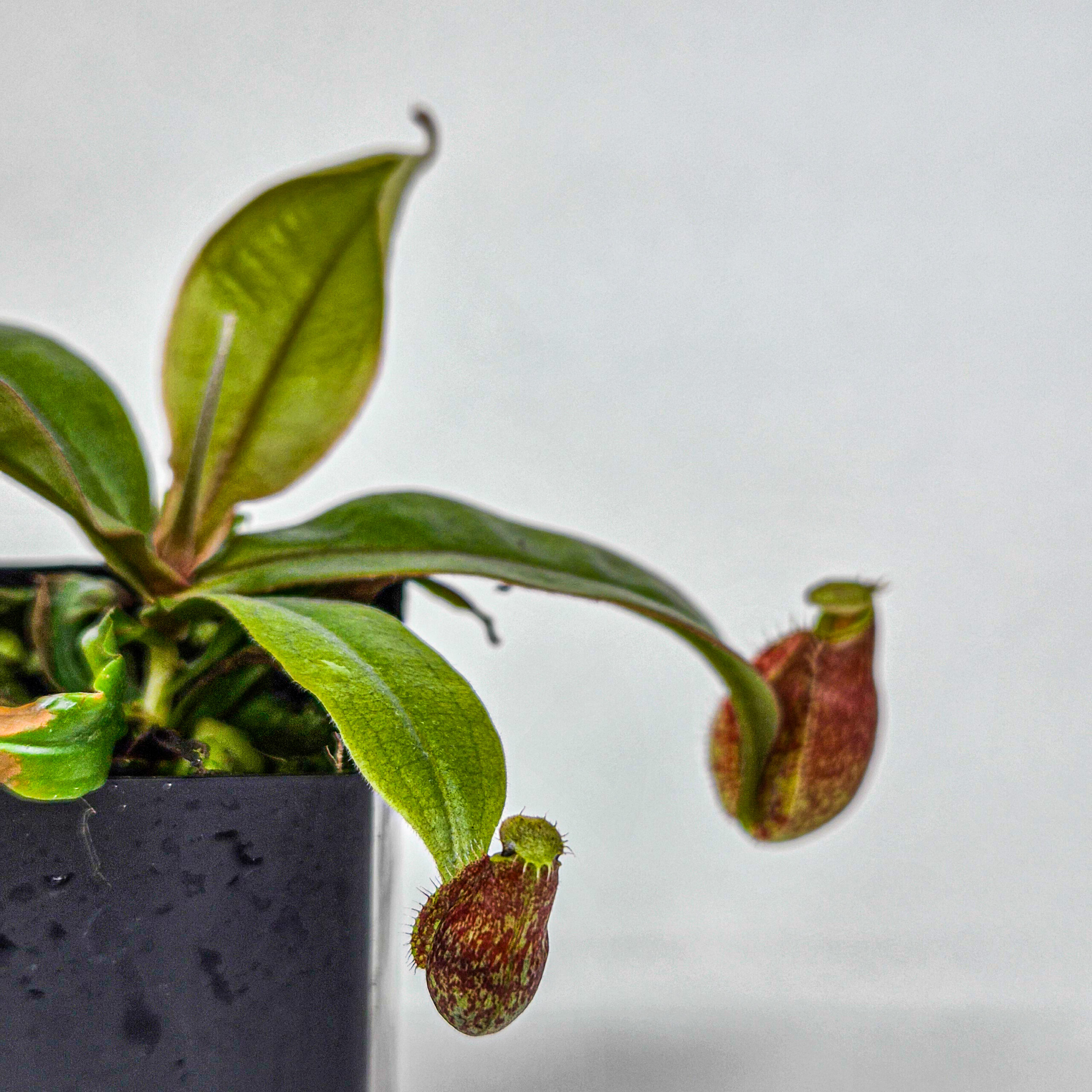 Nepenthes Viking x ampullaria