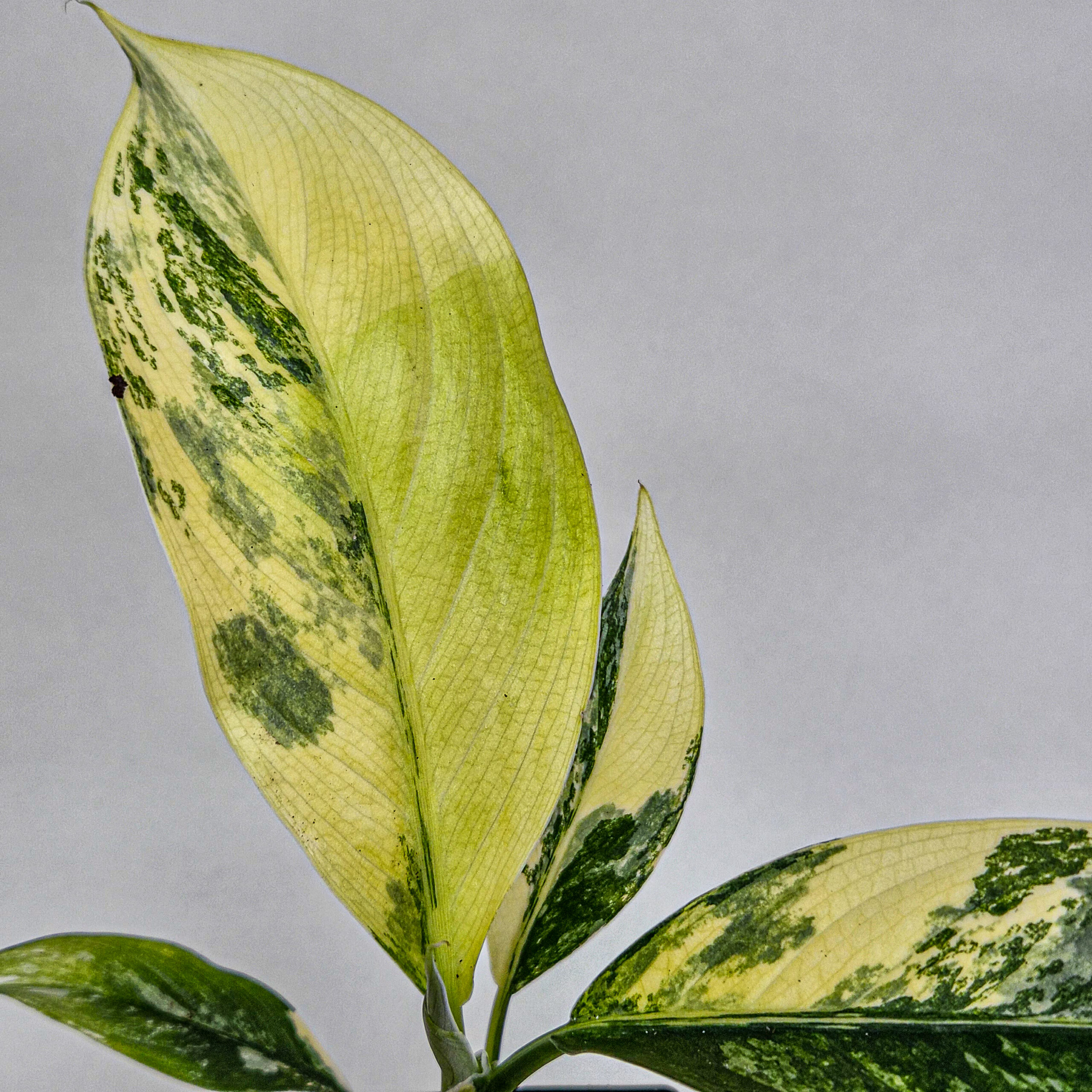 Dieffenbachia Big Ben Variegated