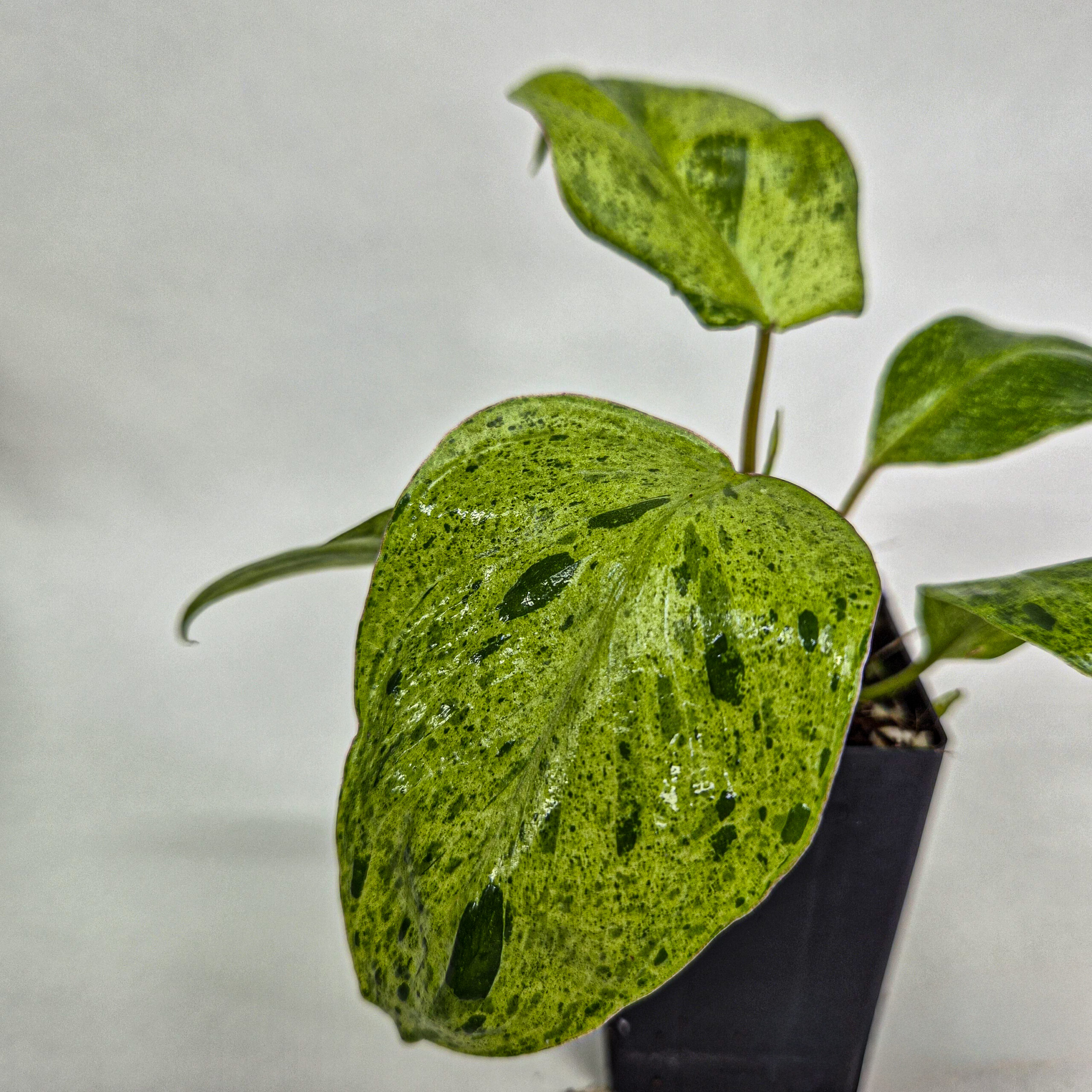 Philodendron Paraiso Verde