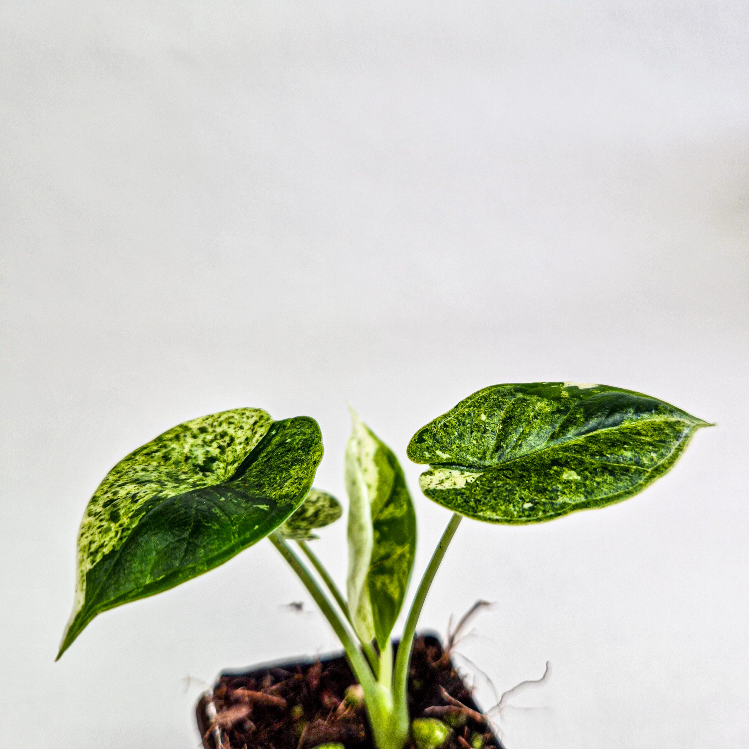 Alocasia Dragon Scale Mint