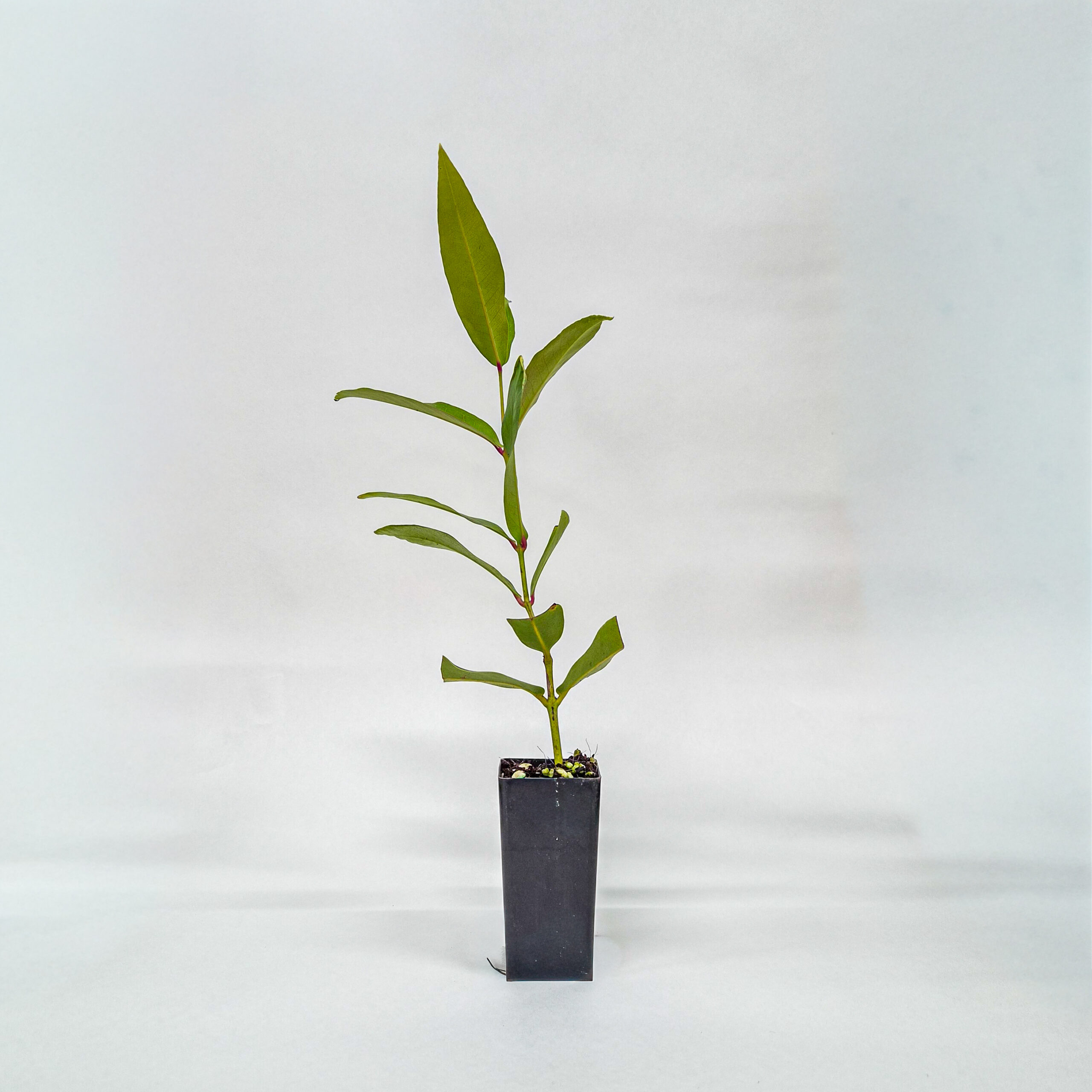 Wax Jambu Plant