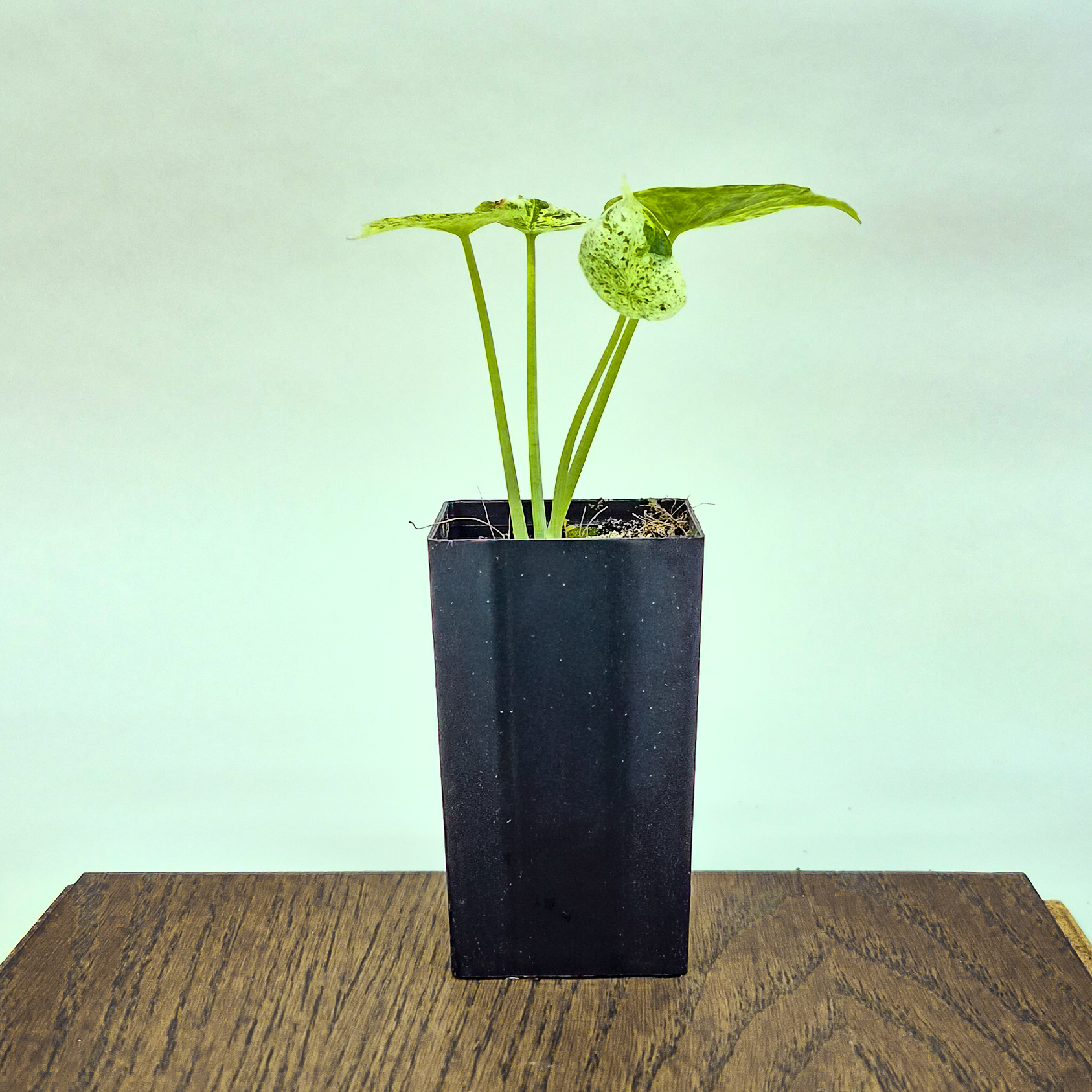 Alocasia baginda 'Dragon Scale Mint'