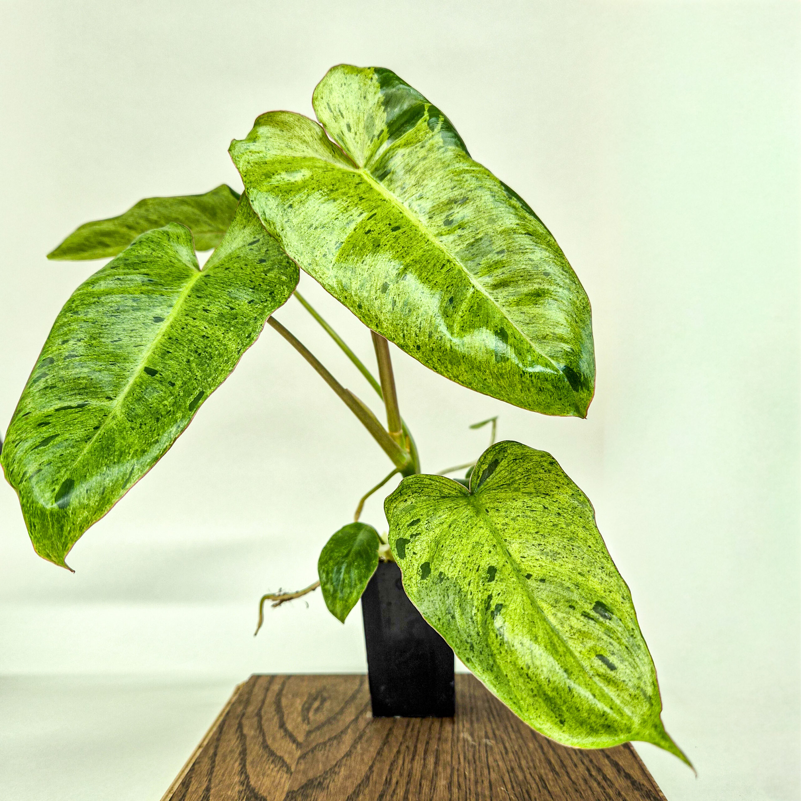 Paraiso Verde Philodendron