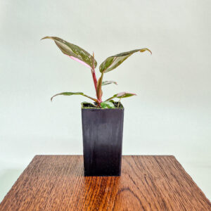 Philodendron Pink Princess Marble Plant