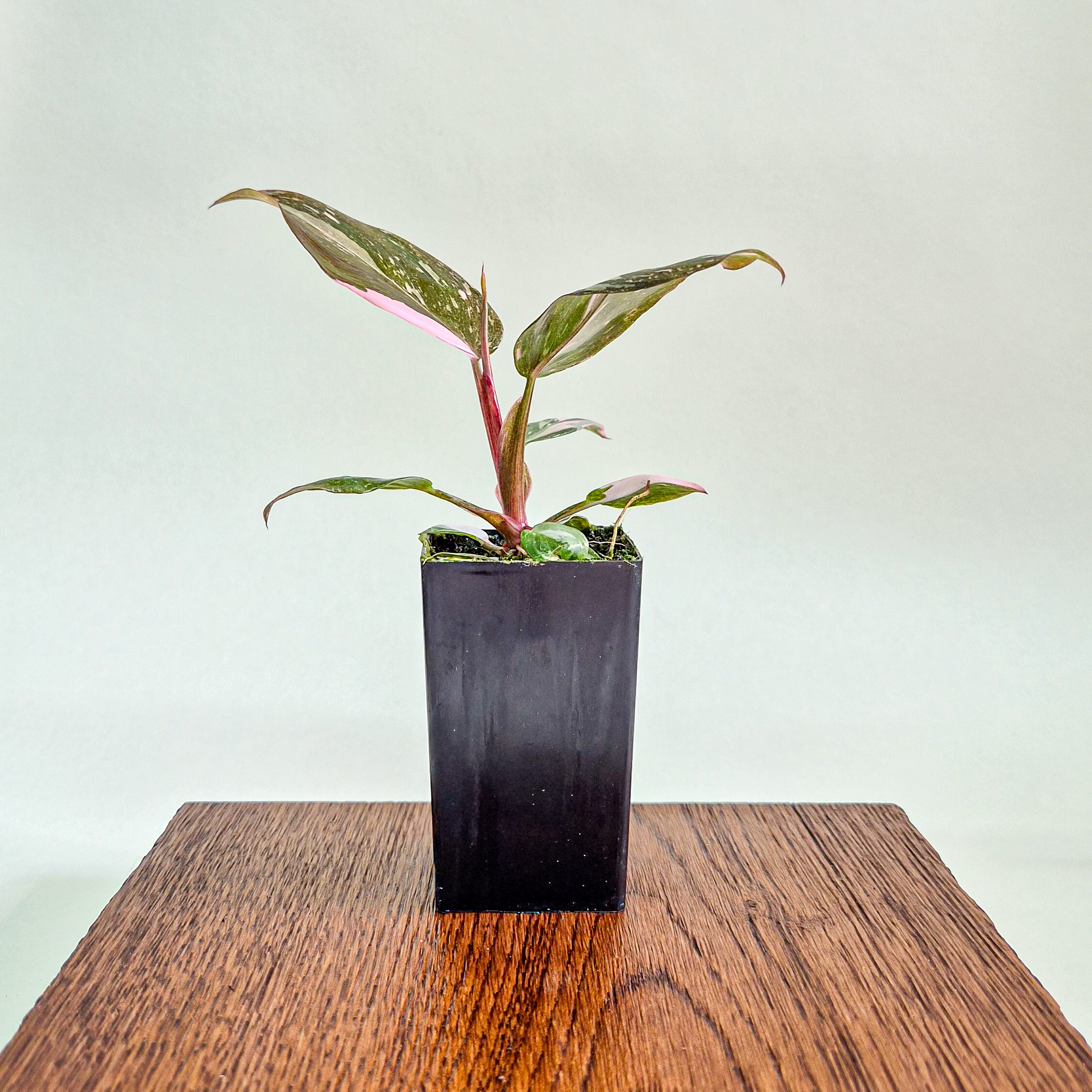 Philodendron Pink Princess Marble Plant