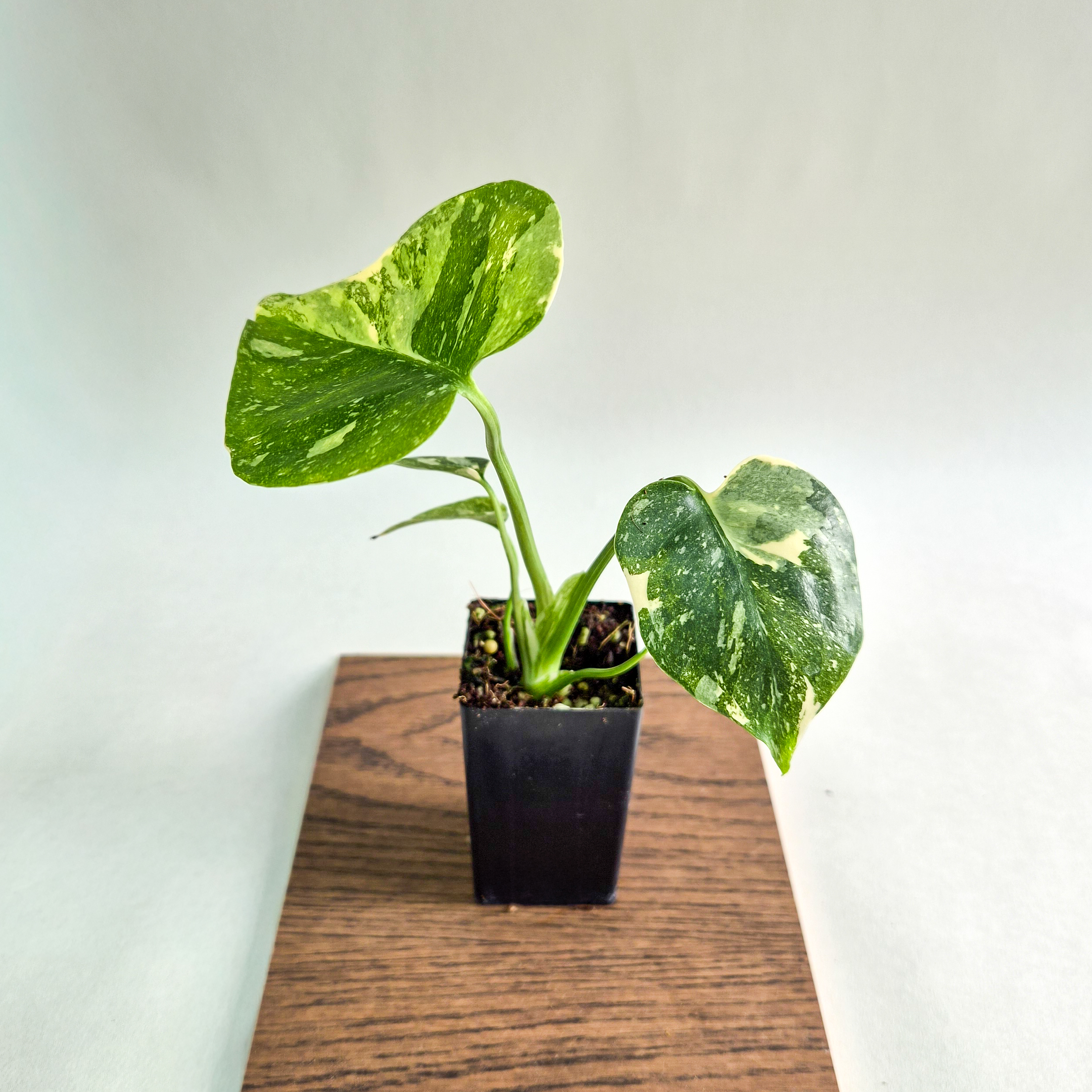Monstera Thai Constellation